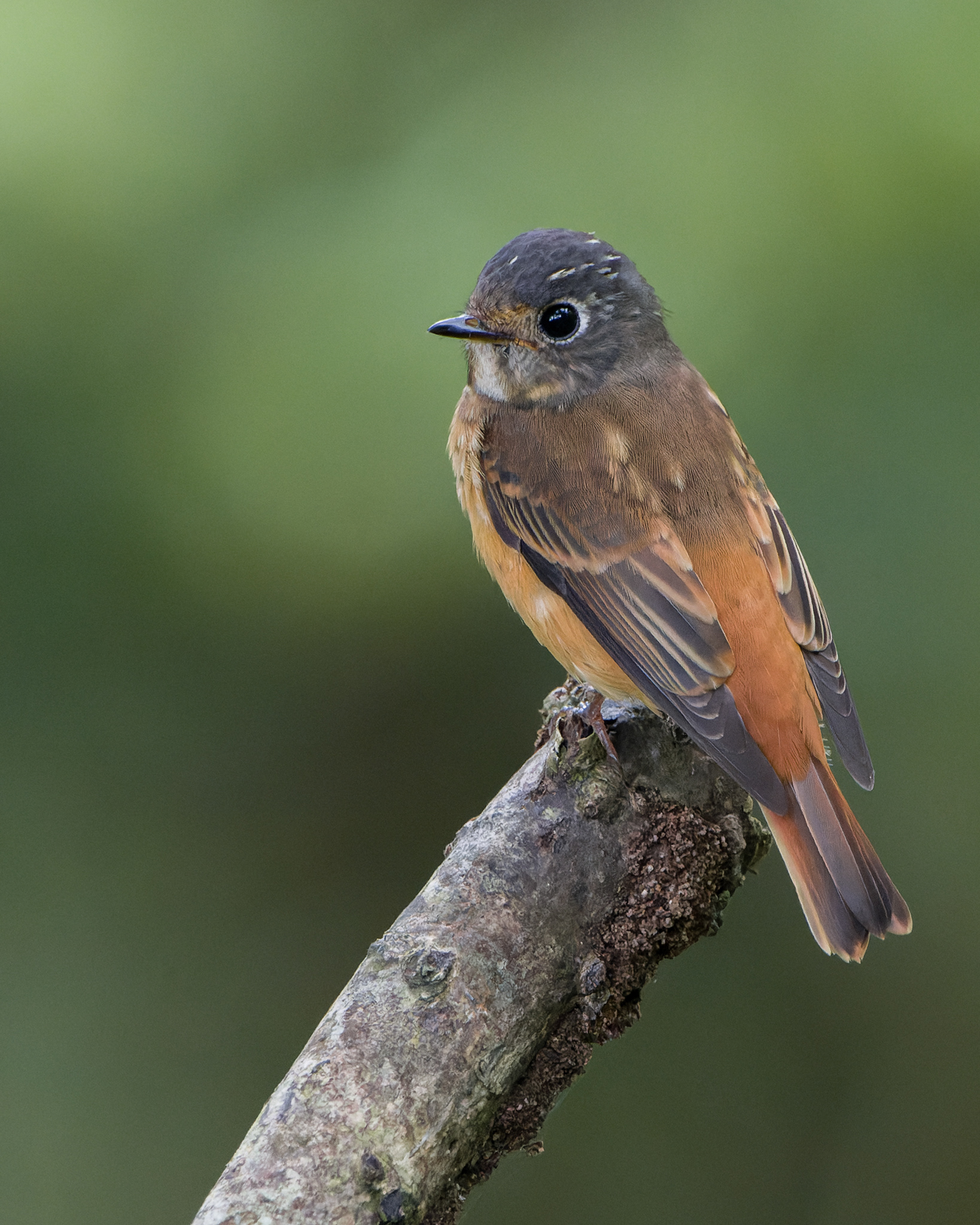 Ferruginous Flycatcher