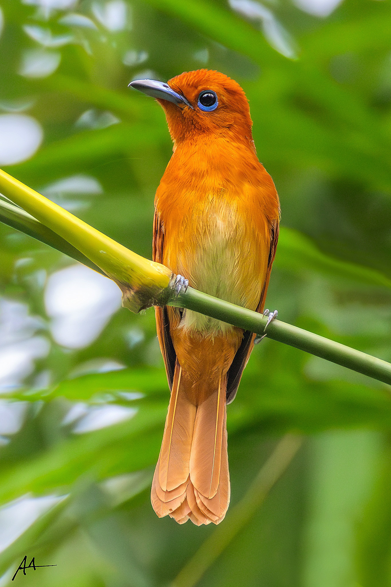 Rufous Paradise Flycatcher