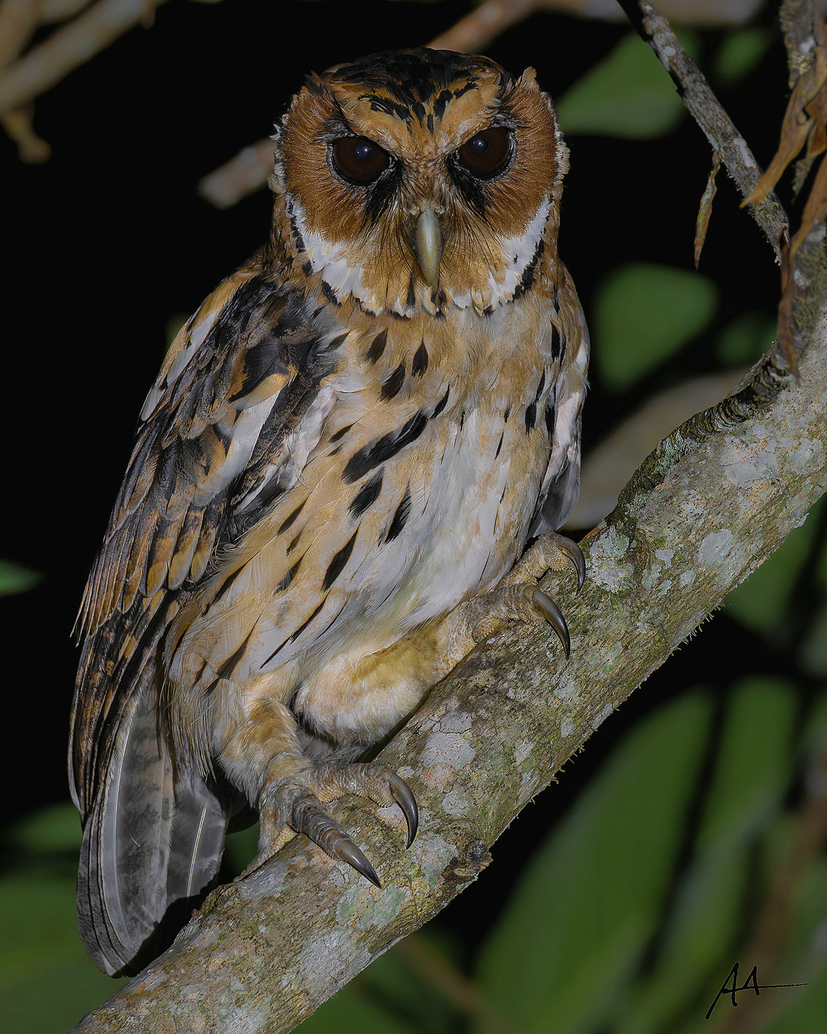 Giant Scops Owl