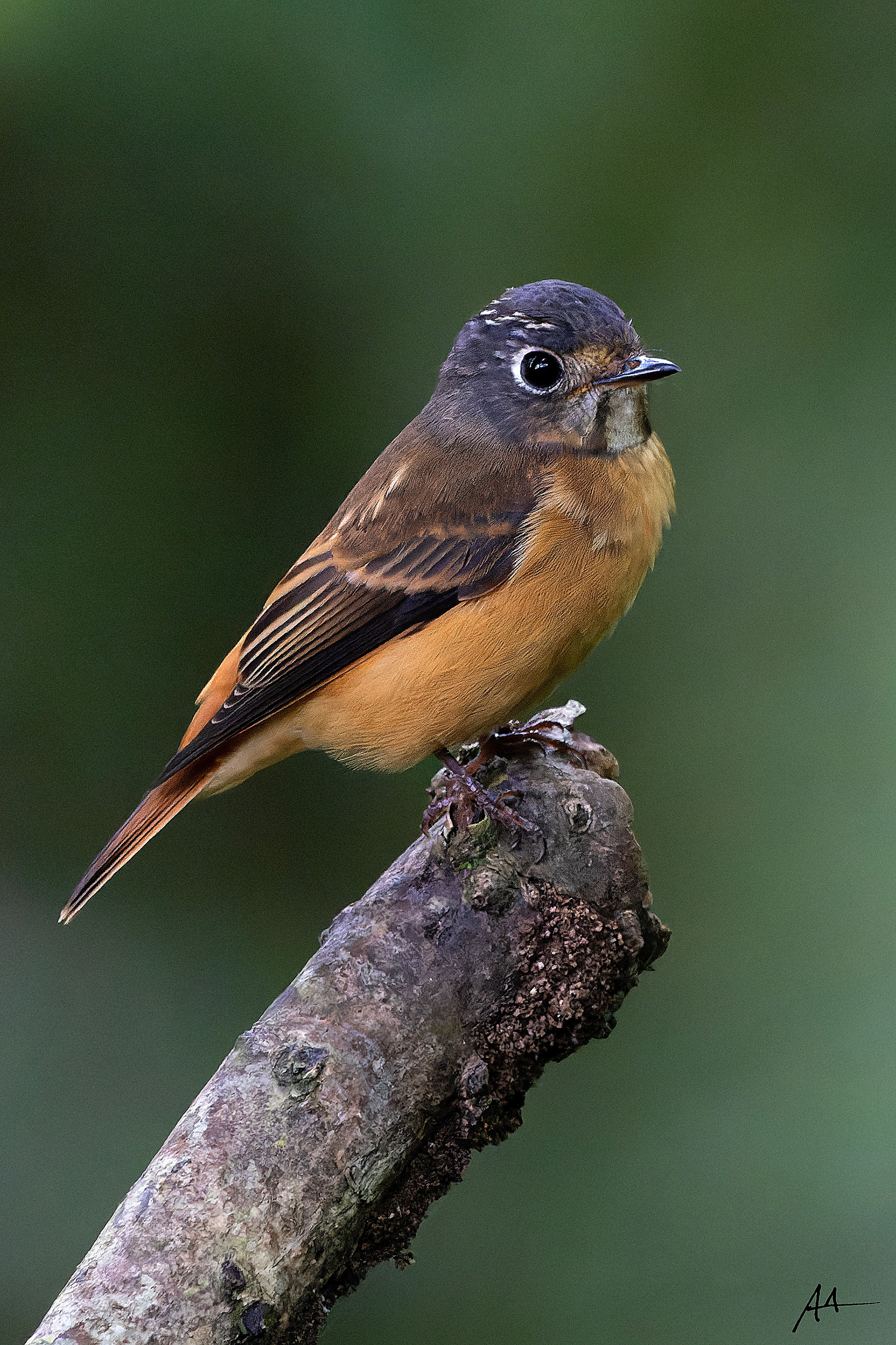 Ferruginous Flycatcher