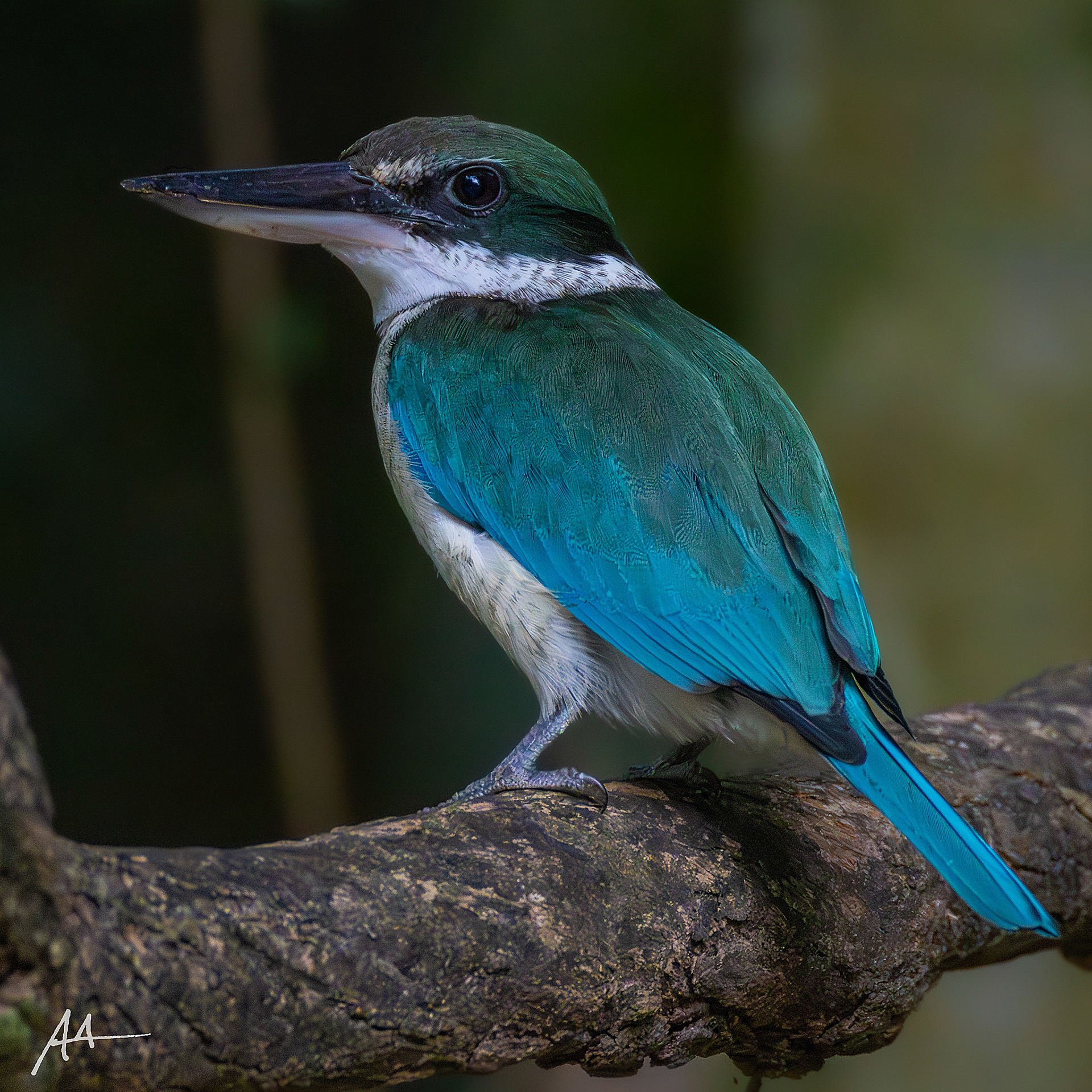 Collared Kingfisher
