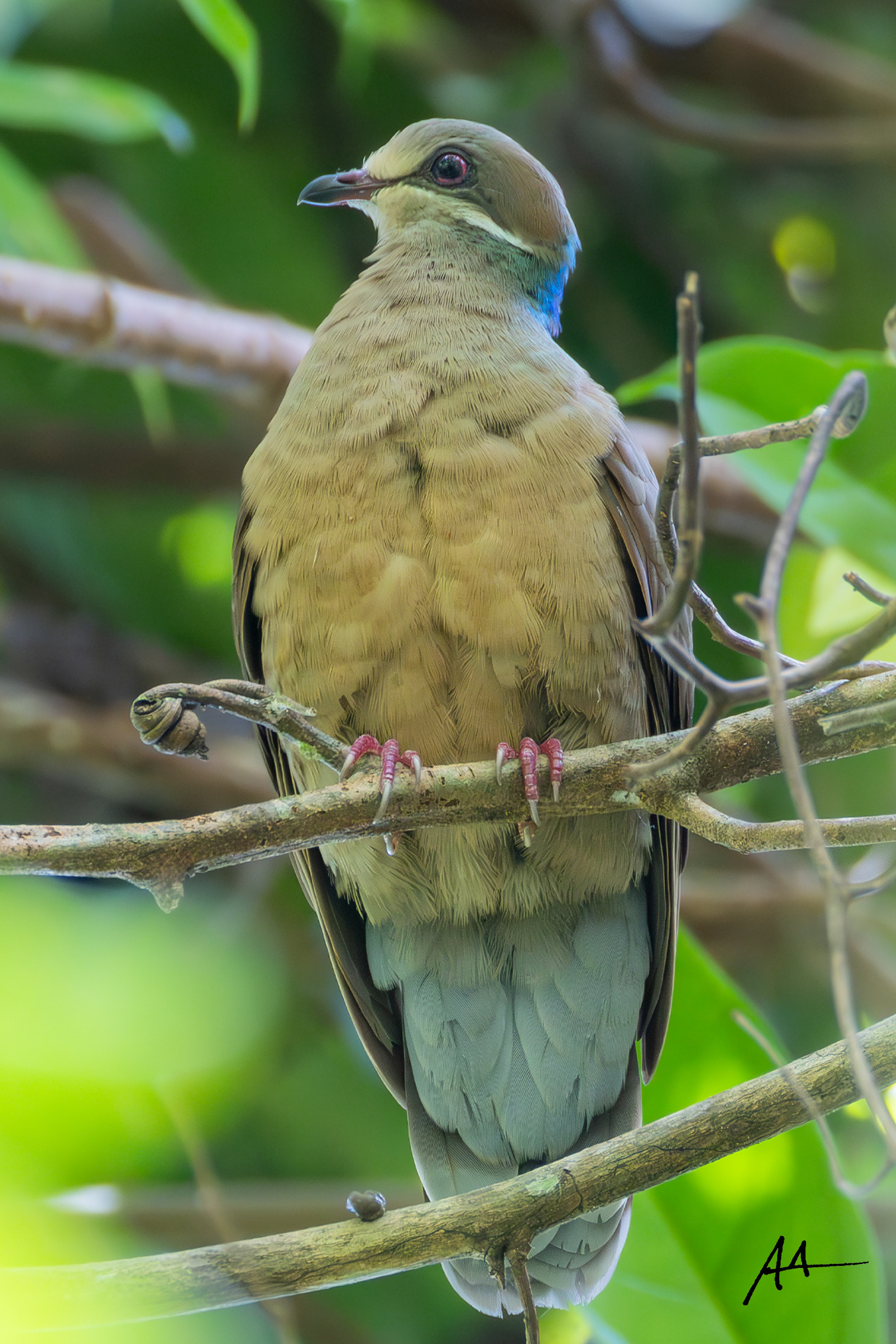 White-eared Brown Dove (Short-billed)