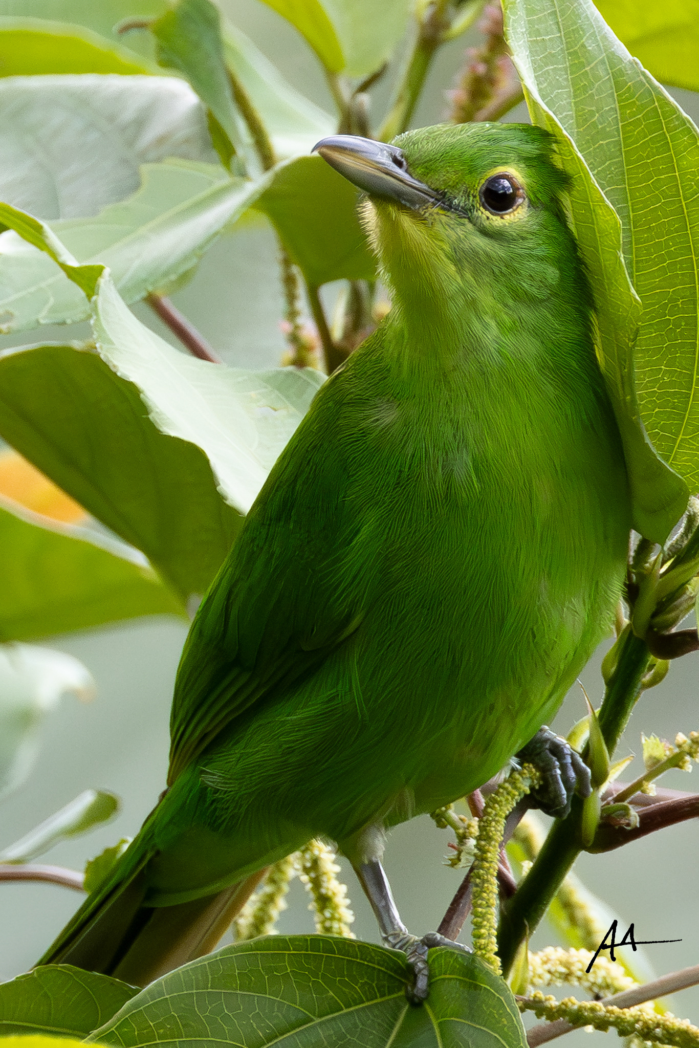 Philippine Leafbird