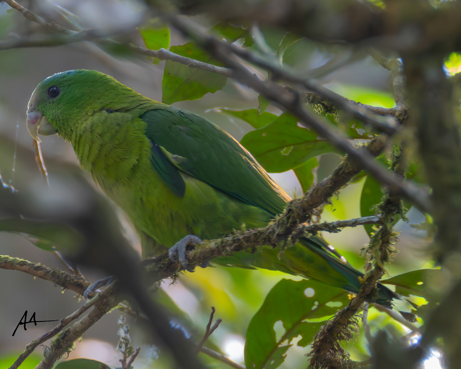 Blue-crowned Racquet-tail