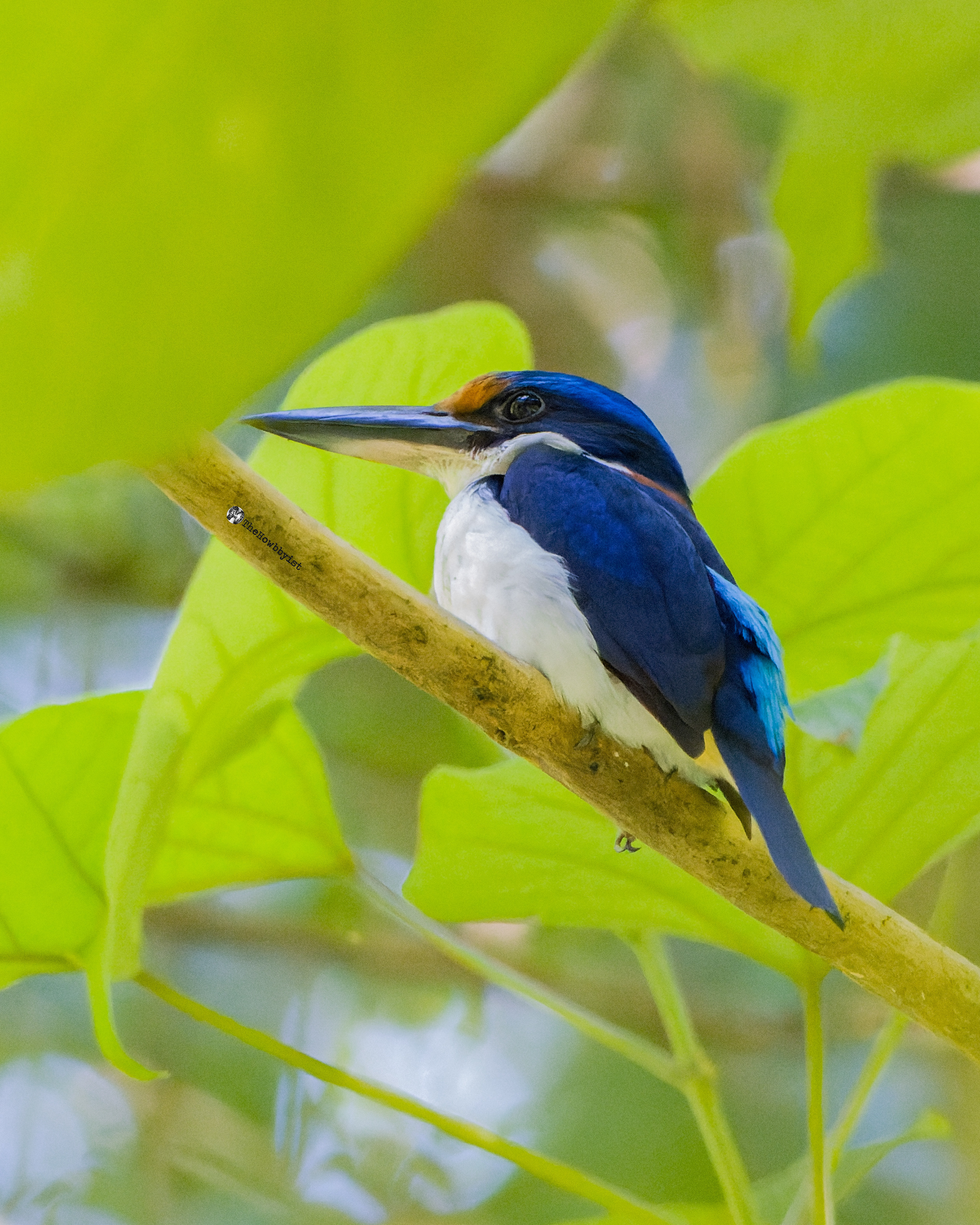 Rufous-lored Kingfisher