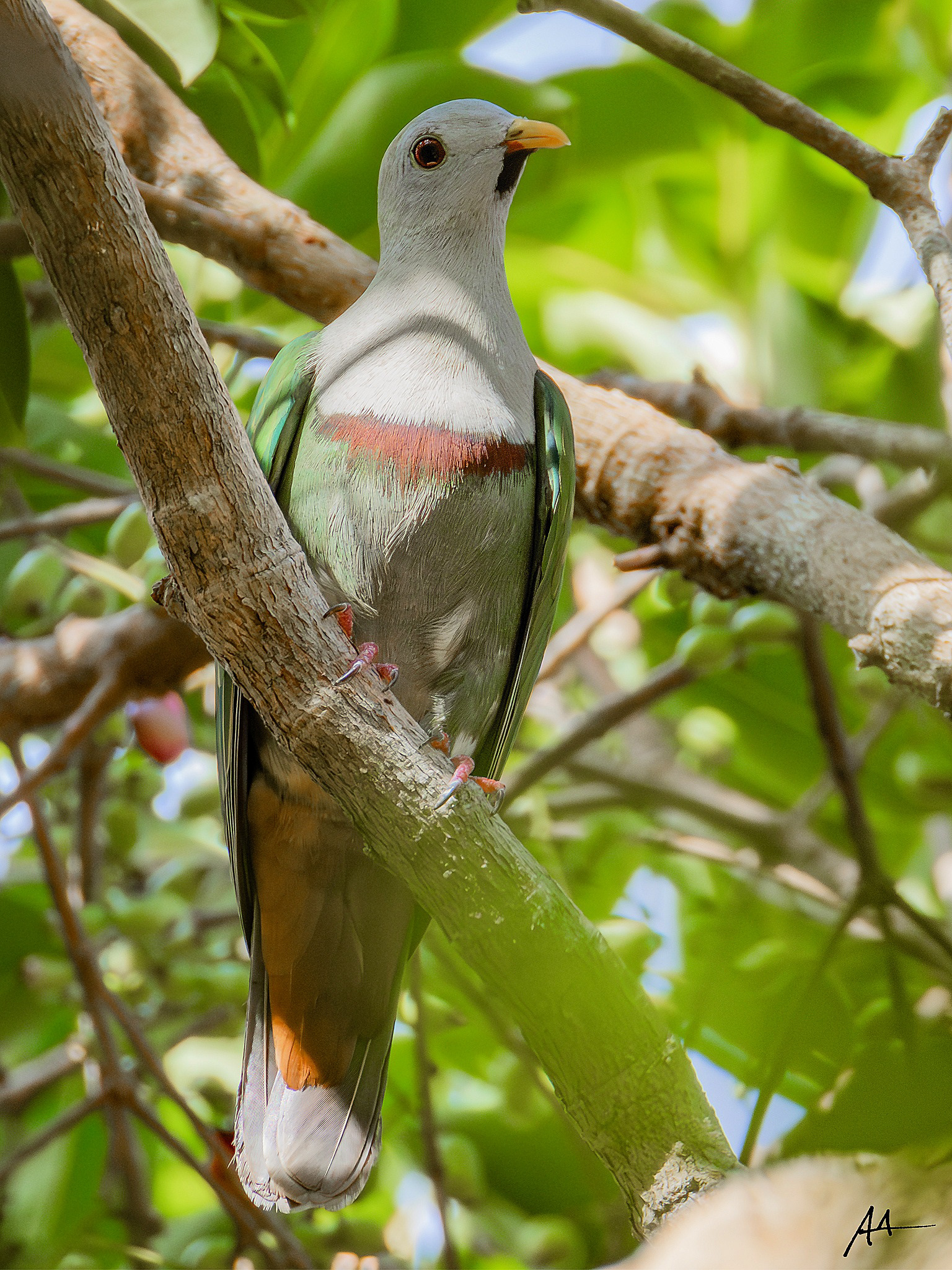 Black-chinned Fruit Dove