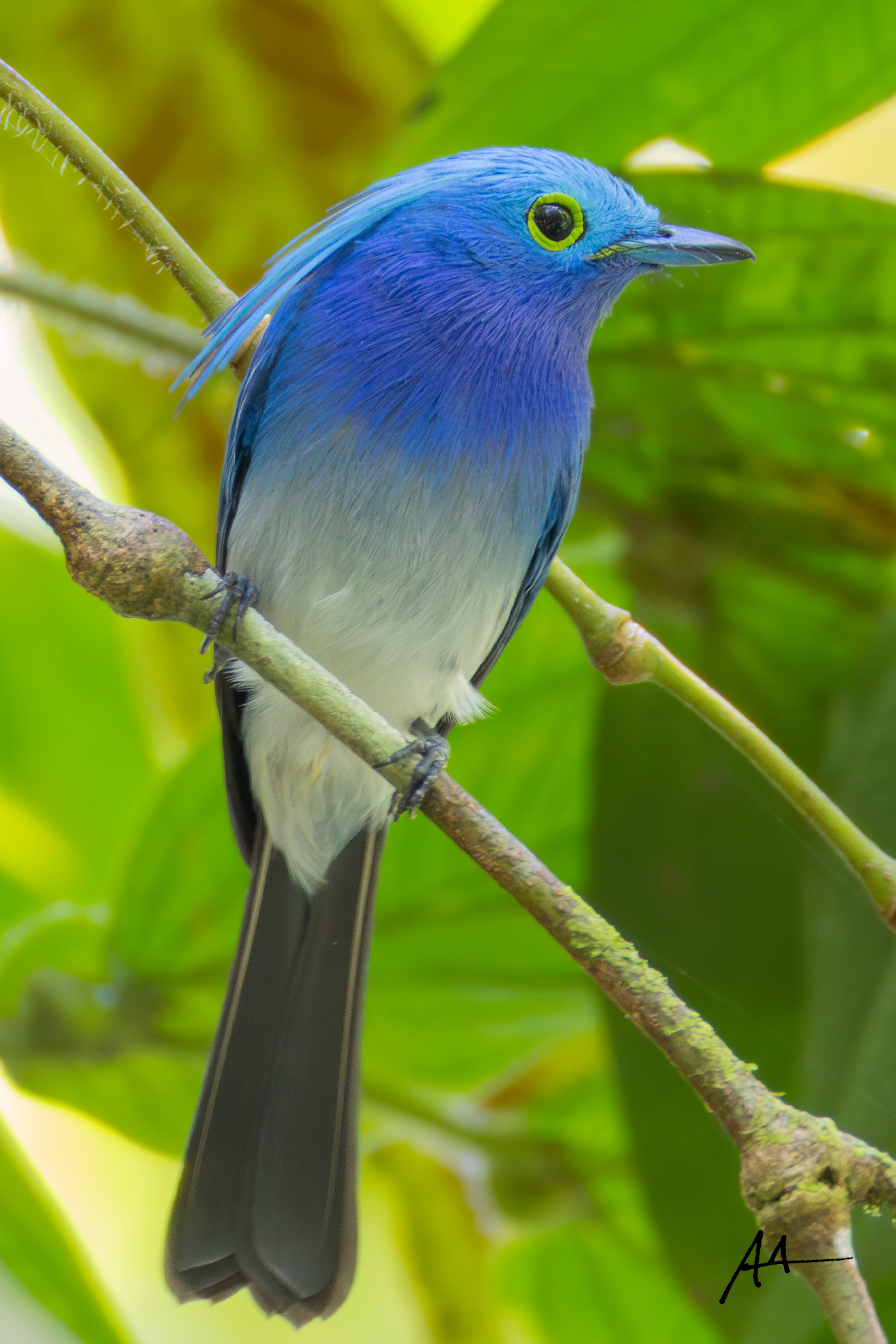 Celestial Monarch