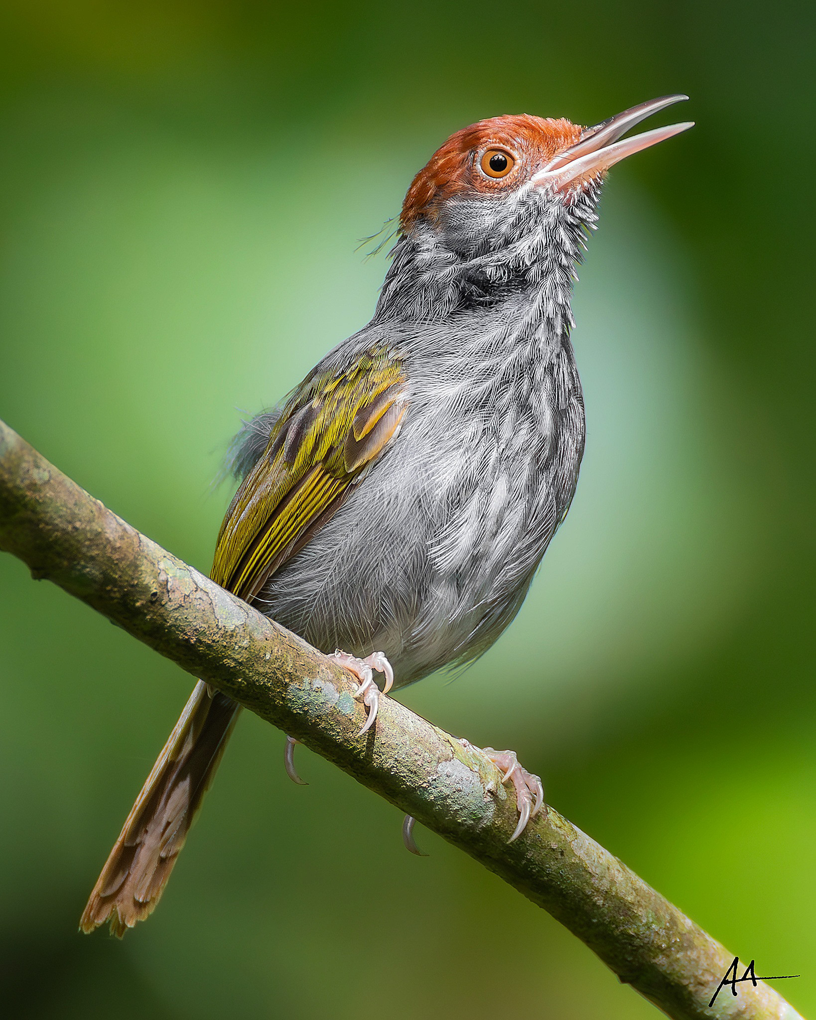 Gray-backed Tailorbird