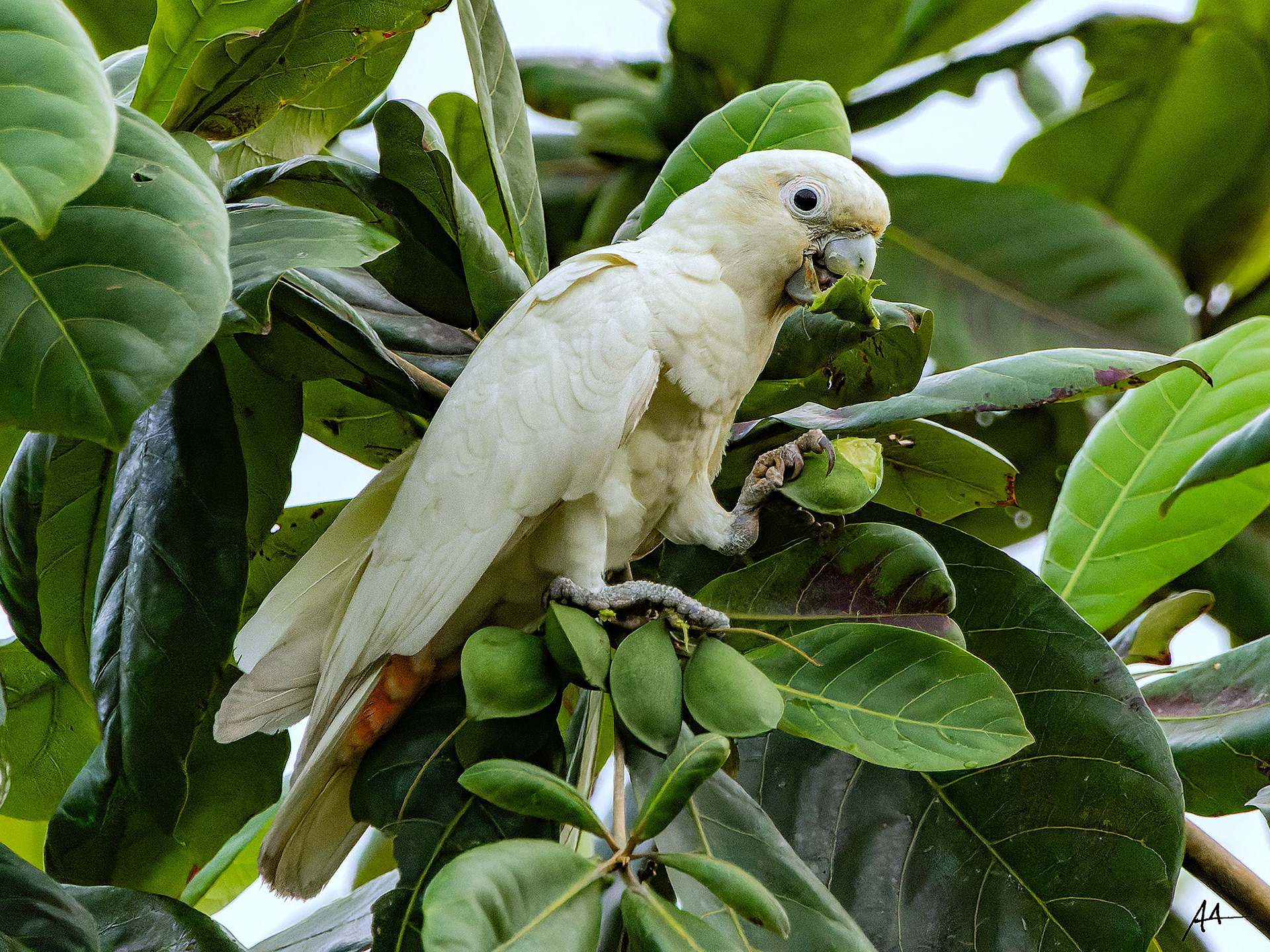 Philippine Cockatoo