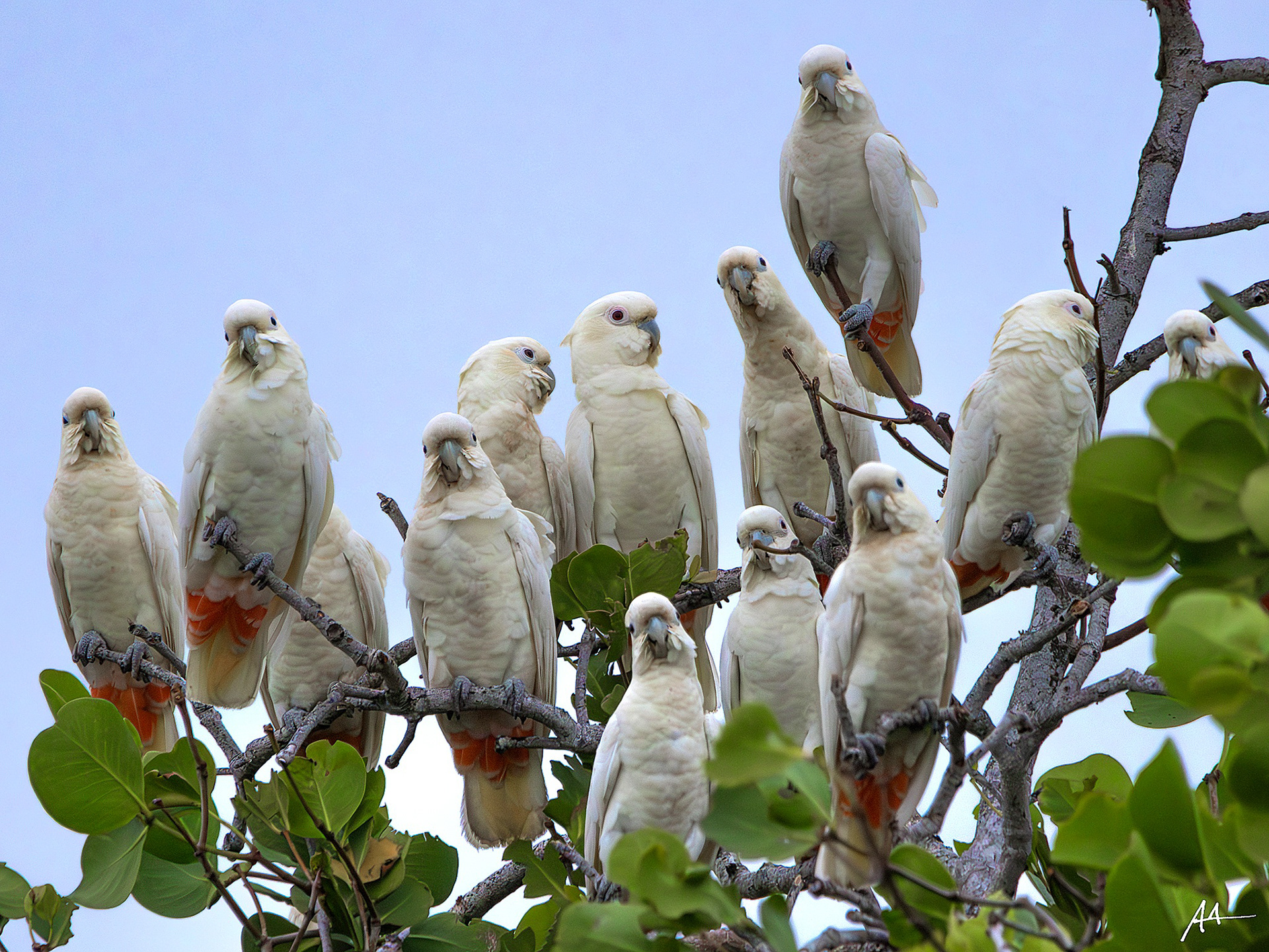 Philippine Cockatoo (Flock)