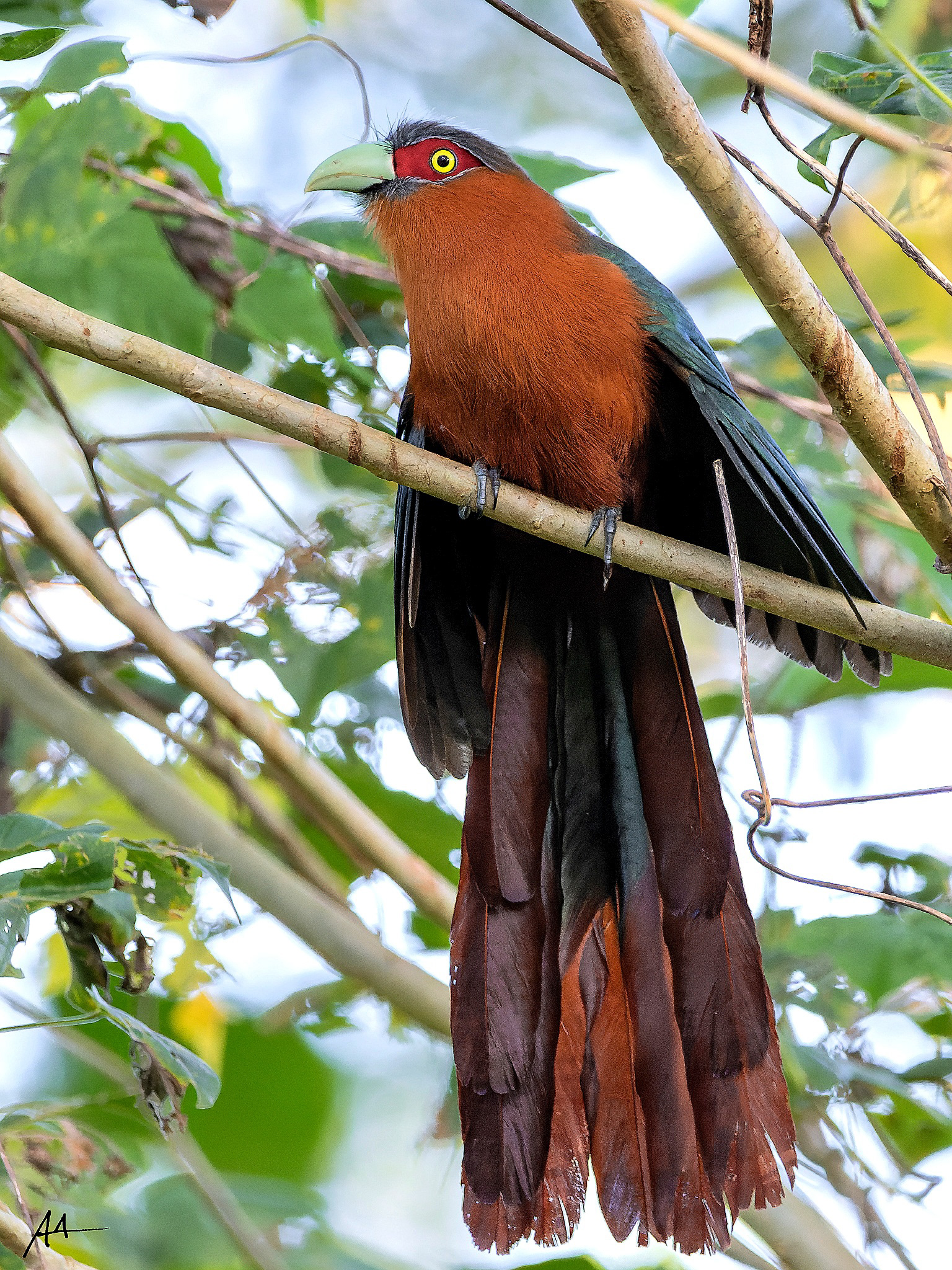 Chestnut-breasted Malkoha | January 2024 | Puerto Princesa, Palawan