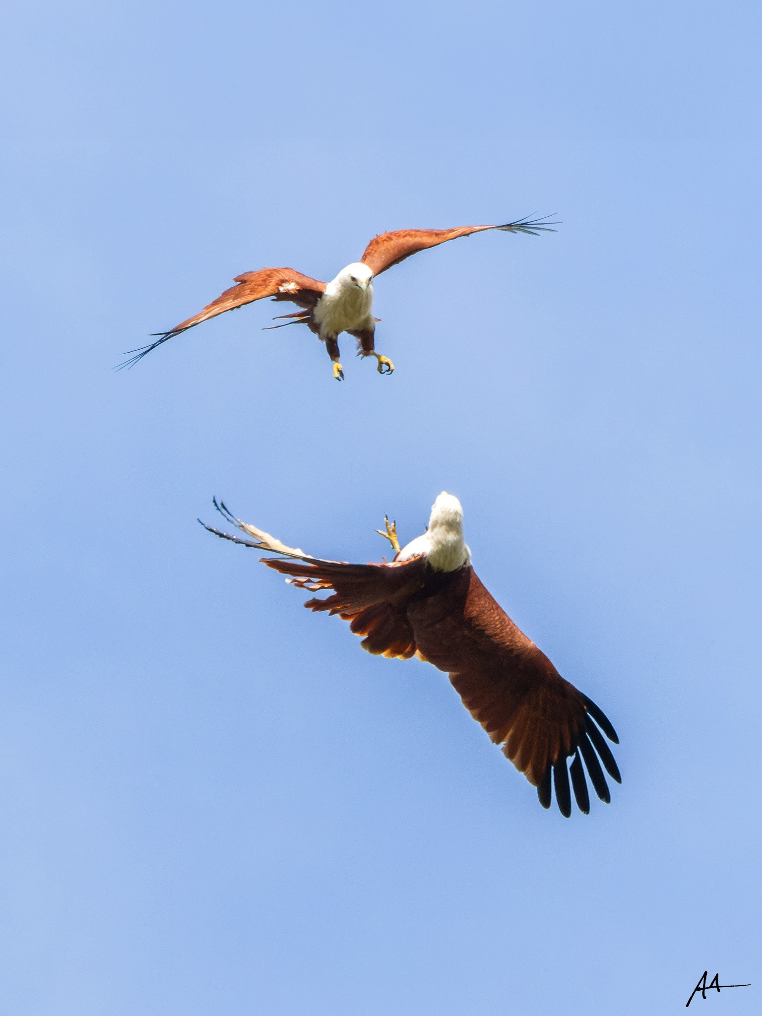 Brahminy Kite