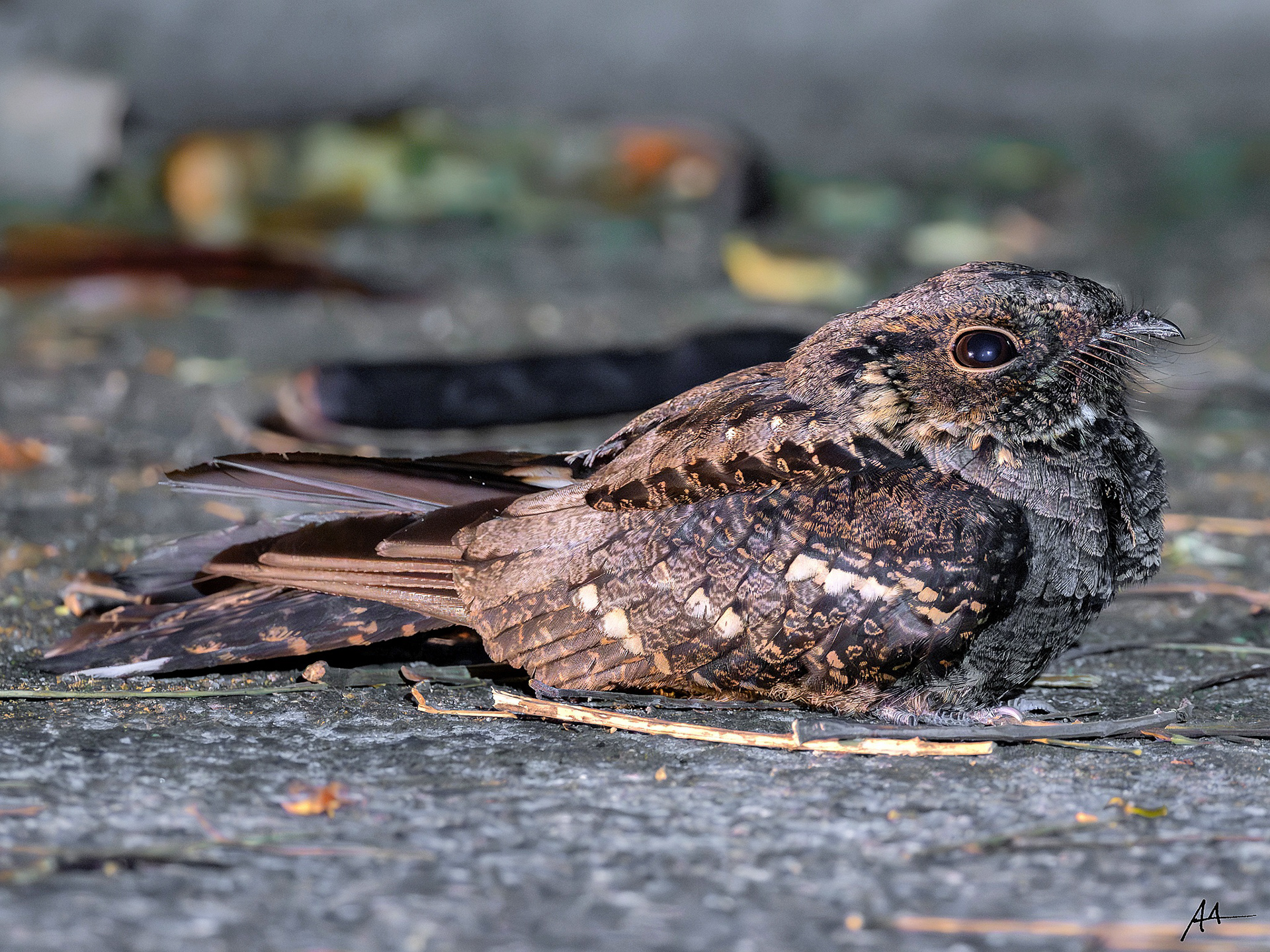 Philippine Nightjar