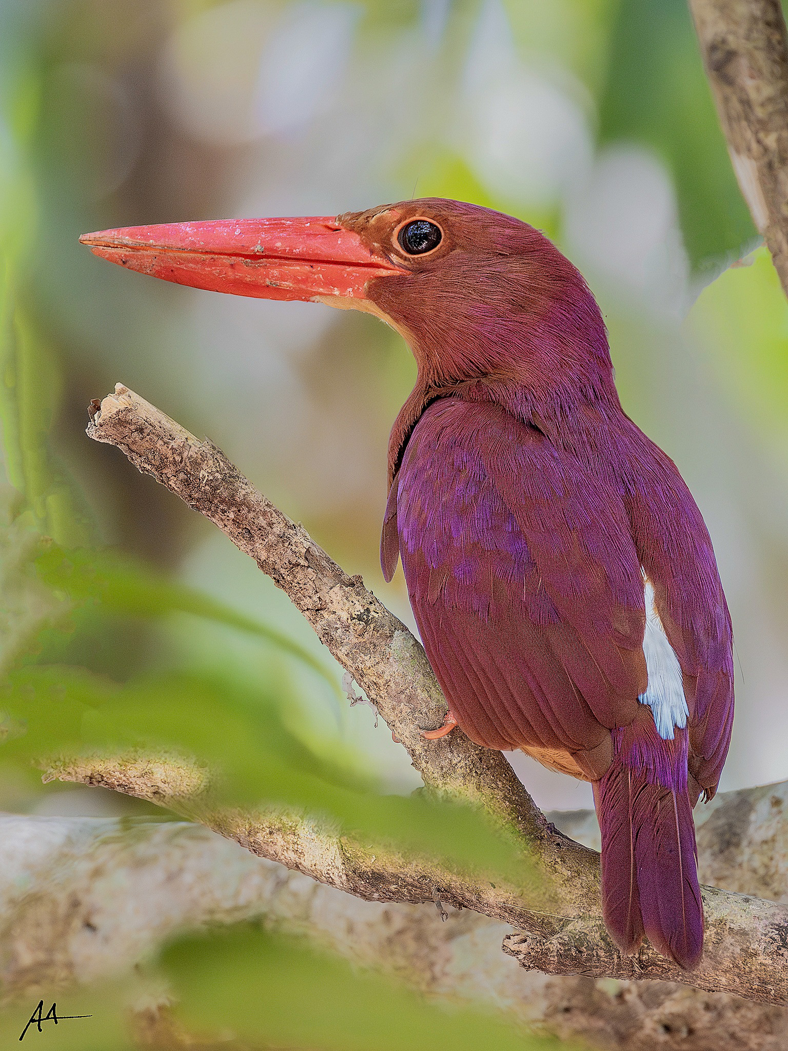 Ruddy Kingfisher | May 2024 | Coron, Palawan