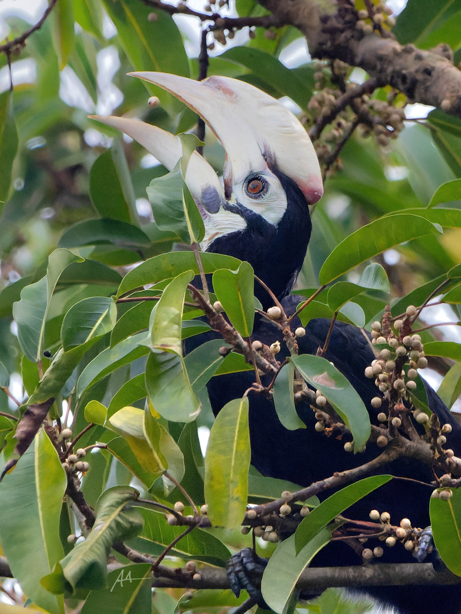 Palawan Hornbill