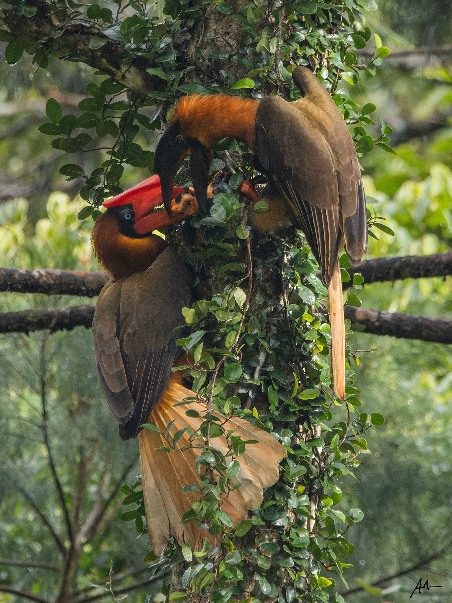 Northern Rufous Hornbill