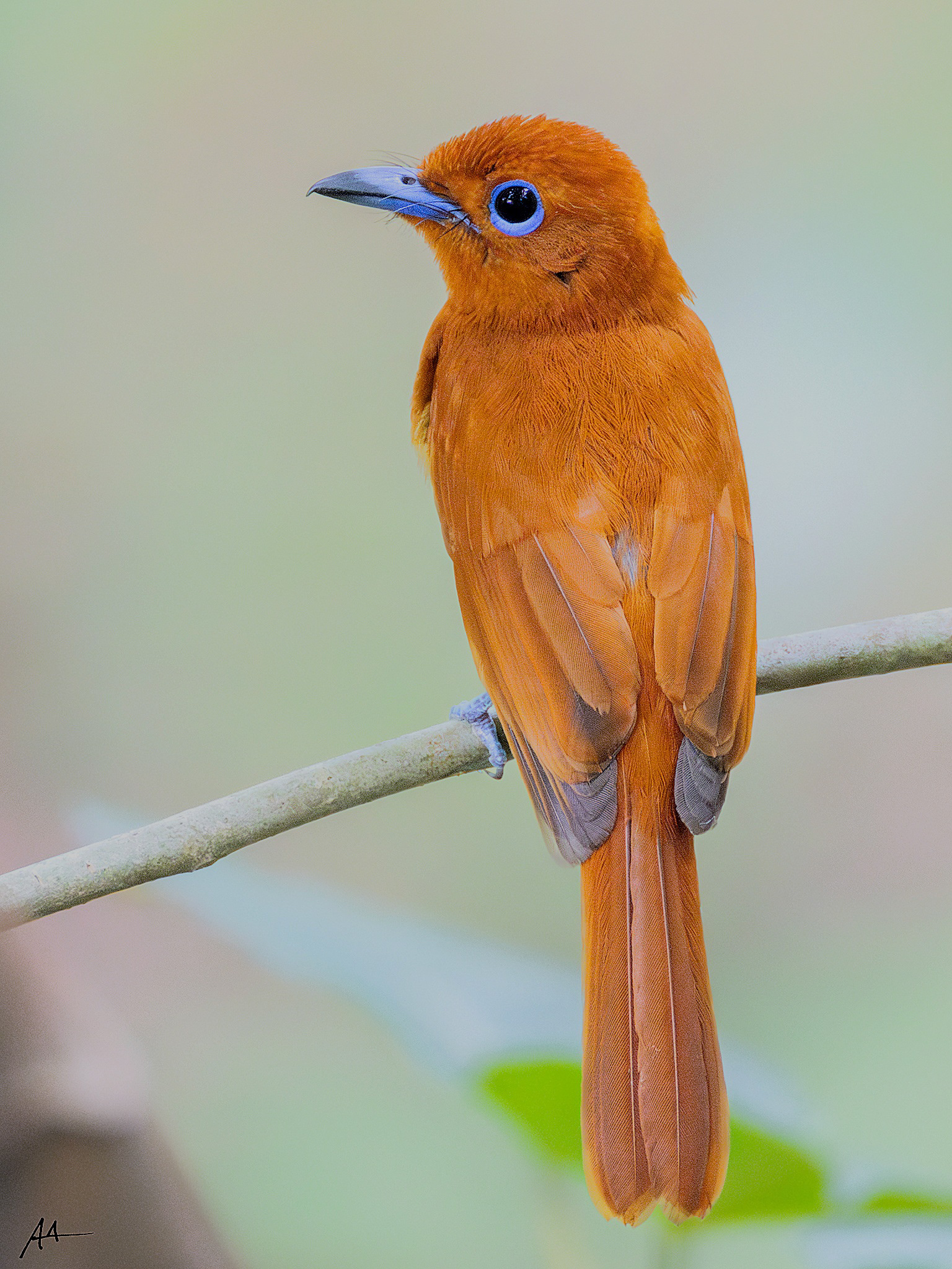 Rufous Paradise Flycatcher