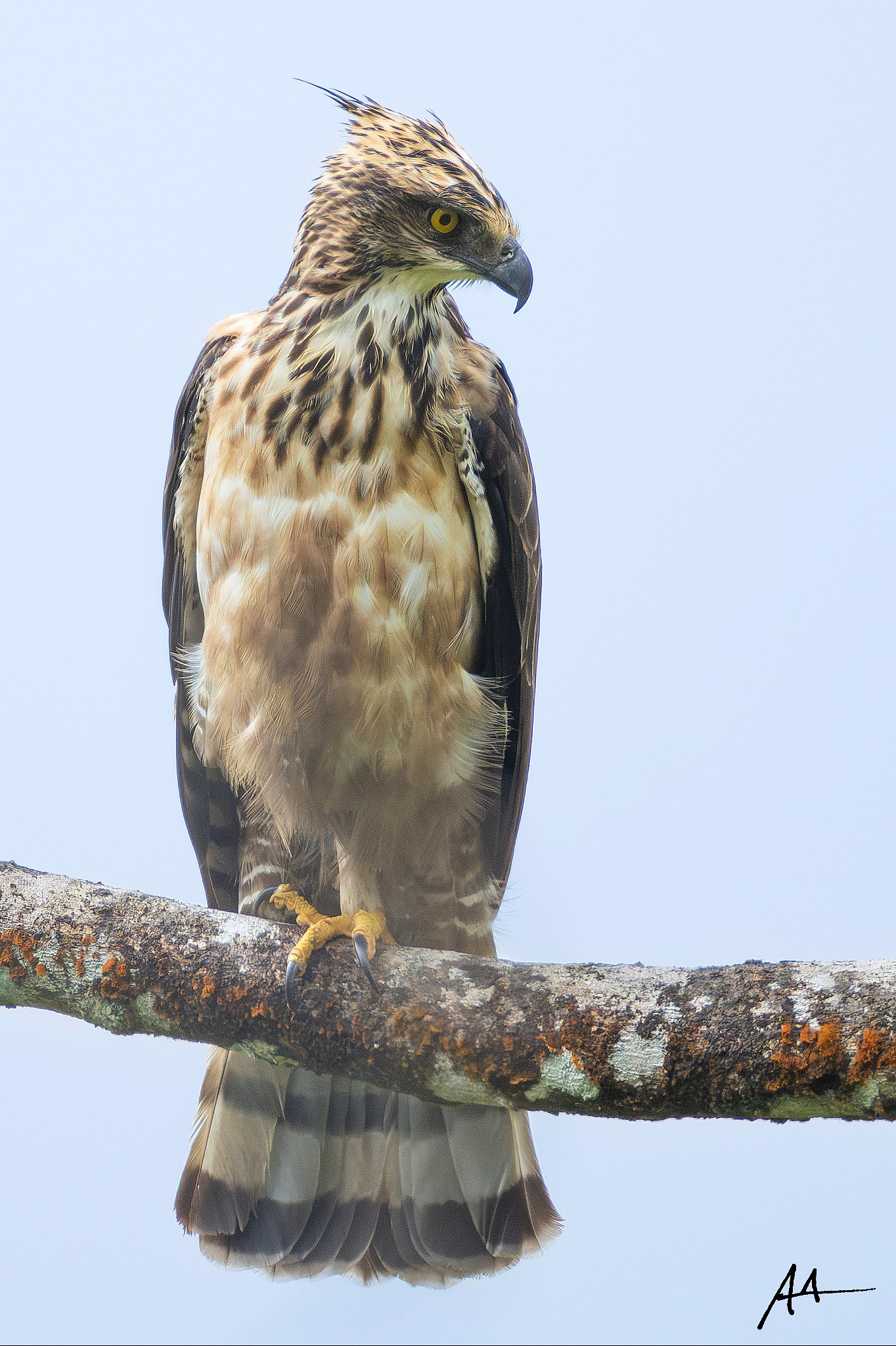 North Philippine Hawk-Eagle
