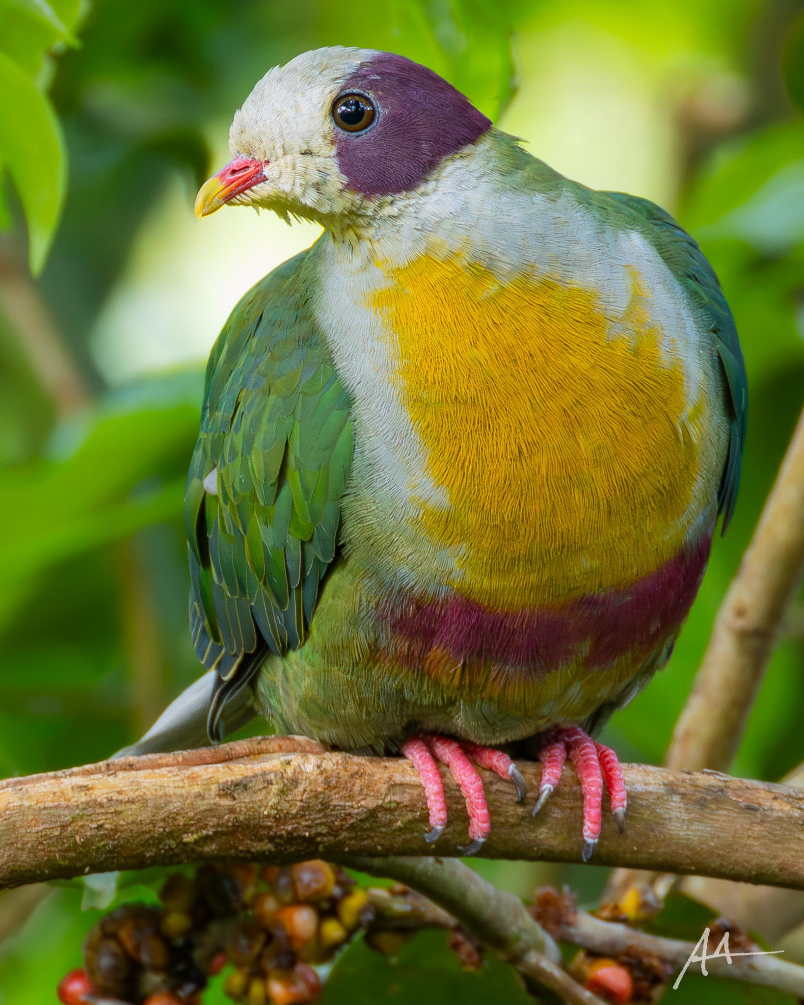 Yellow-breasted Fruit Dove
