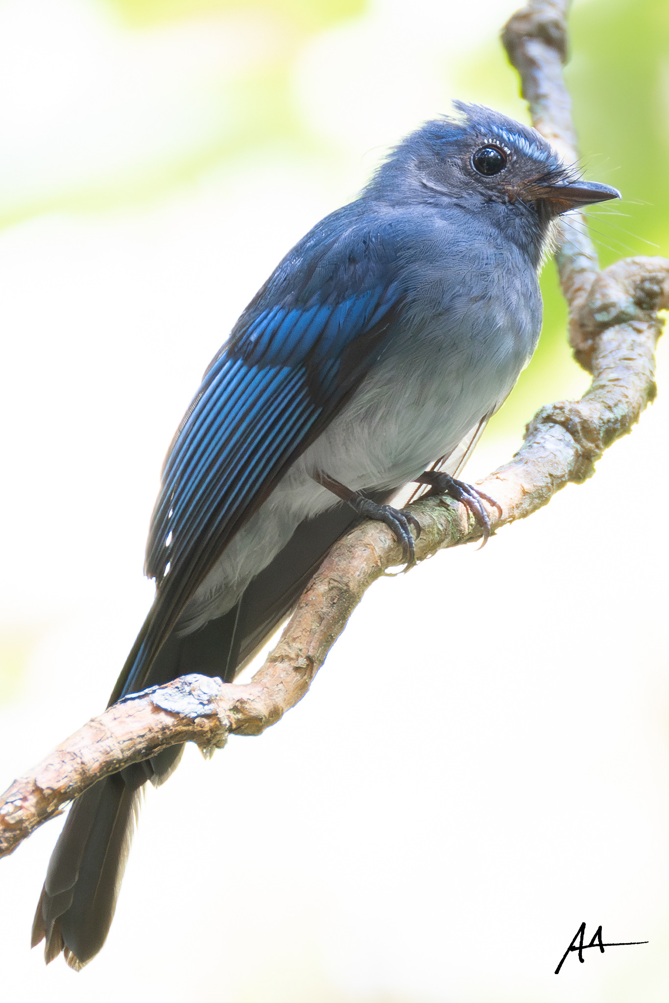 Visayan Blue Fantail