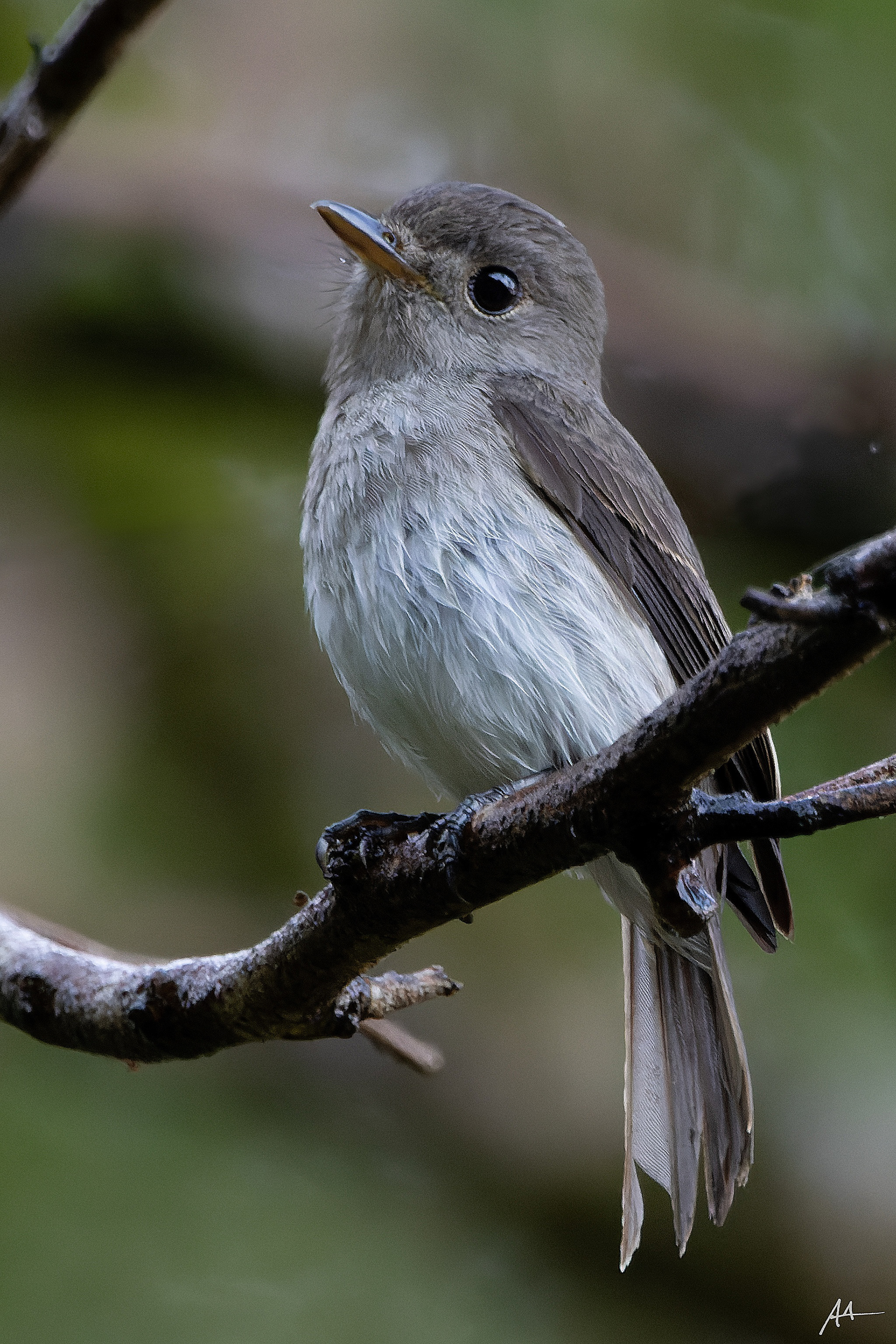 Ashy-breasted Flycatcher