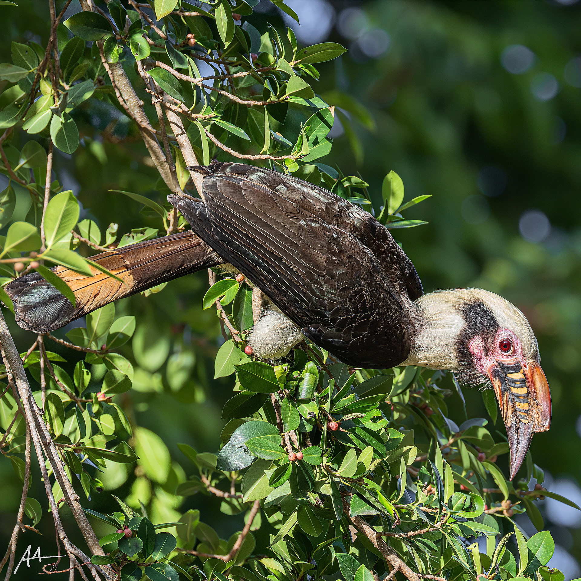 Luzon Hornbill (Male)