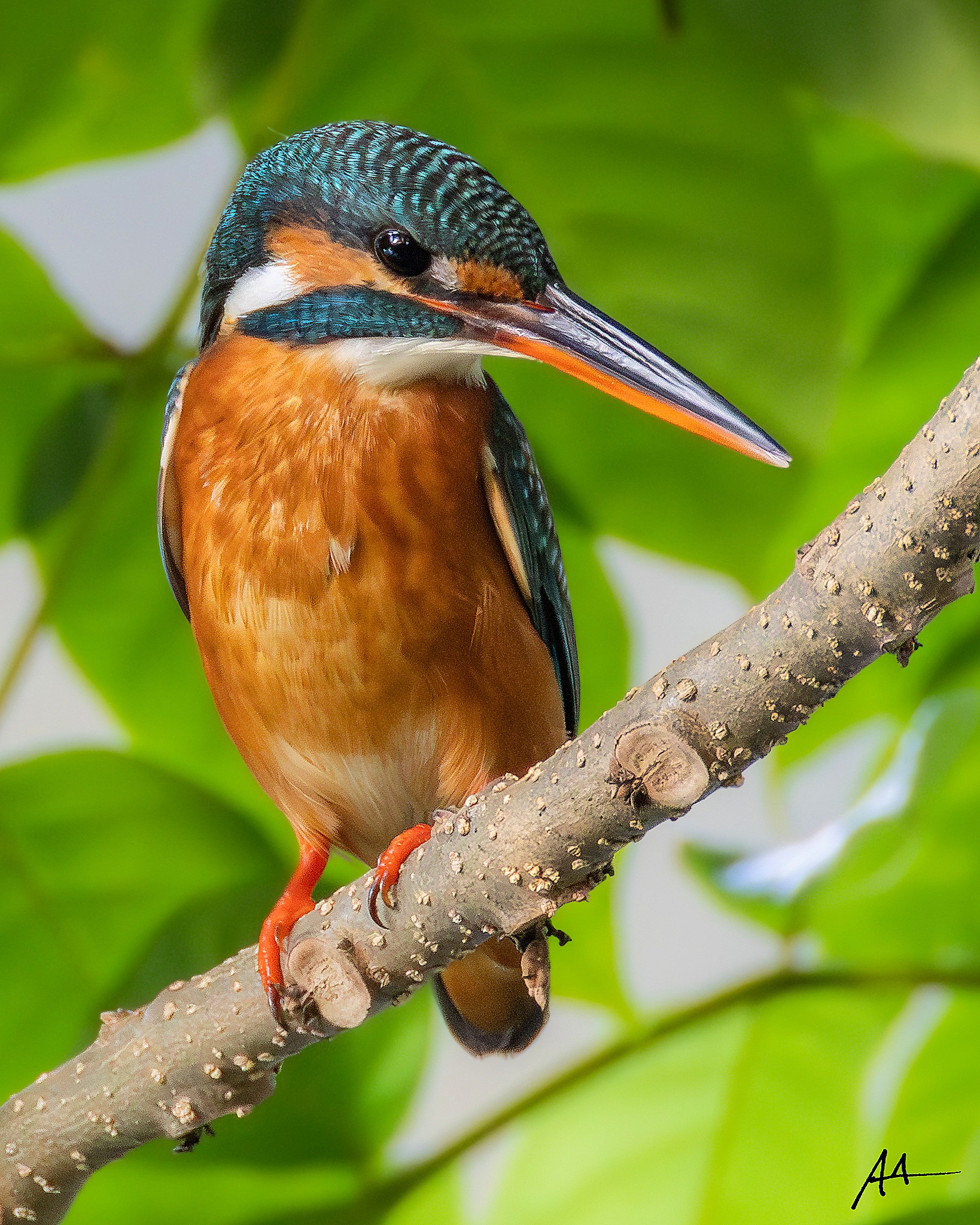 Common Kingfisher