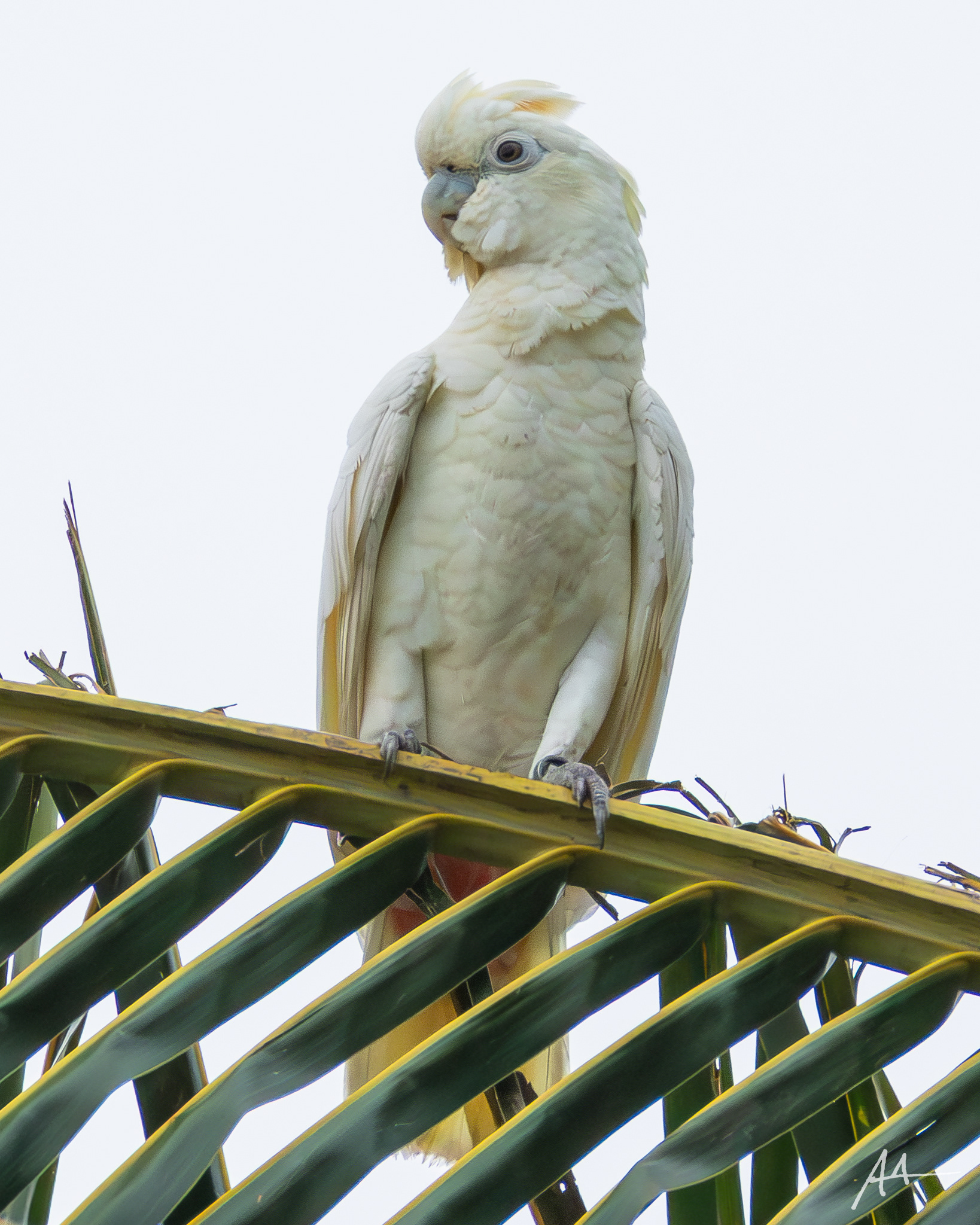 Philippine Cockatoo