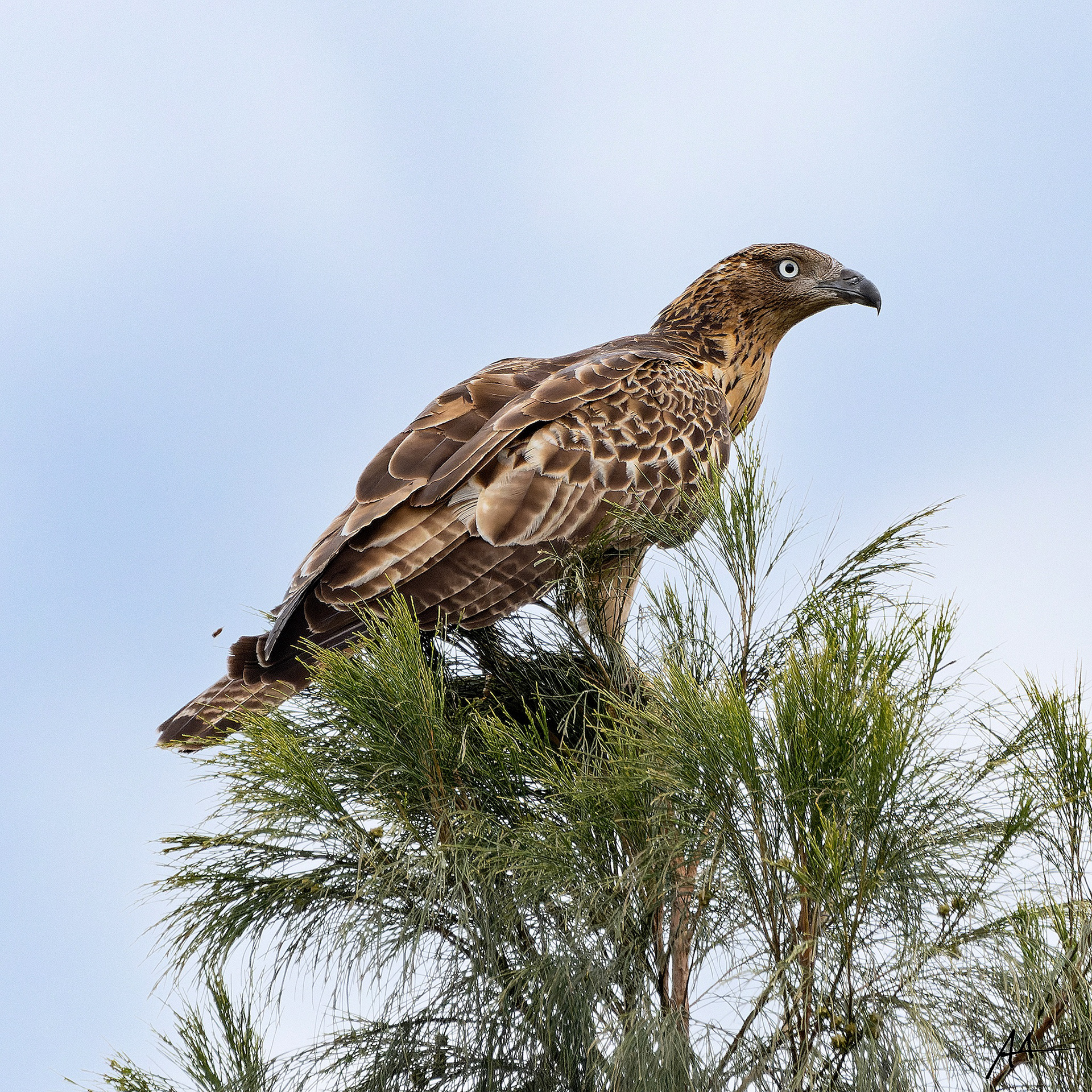 Crested Honey Buzzard