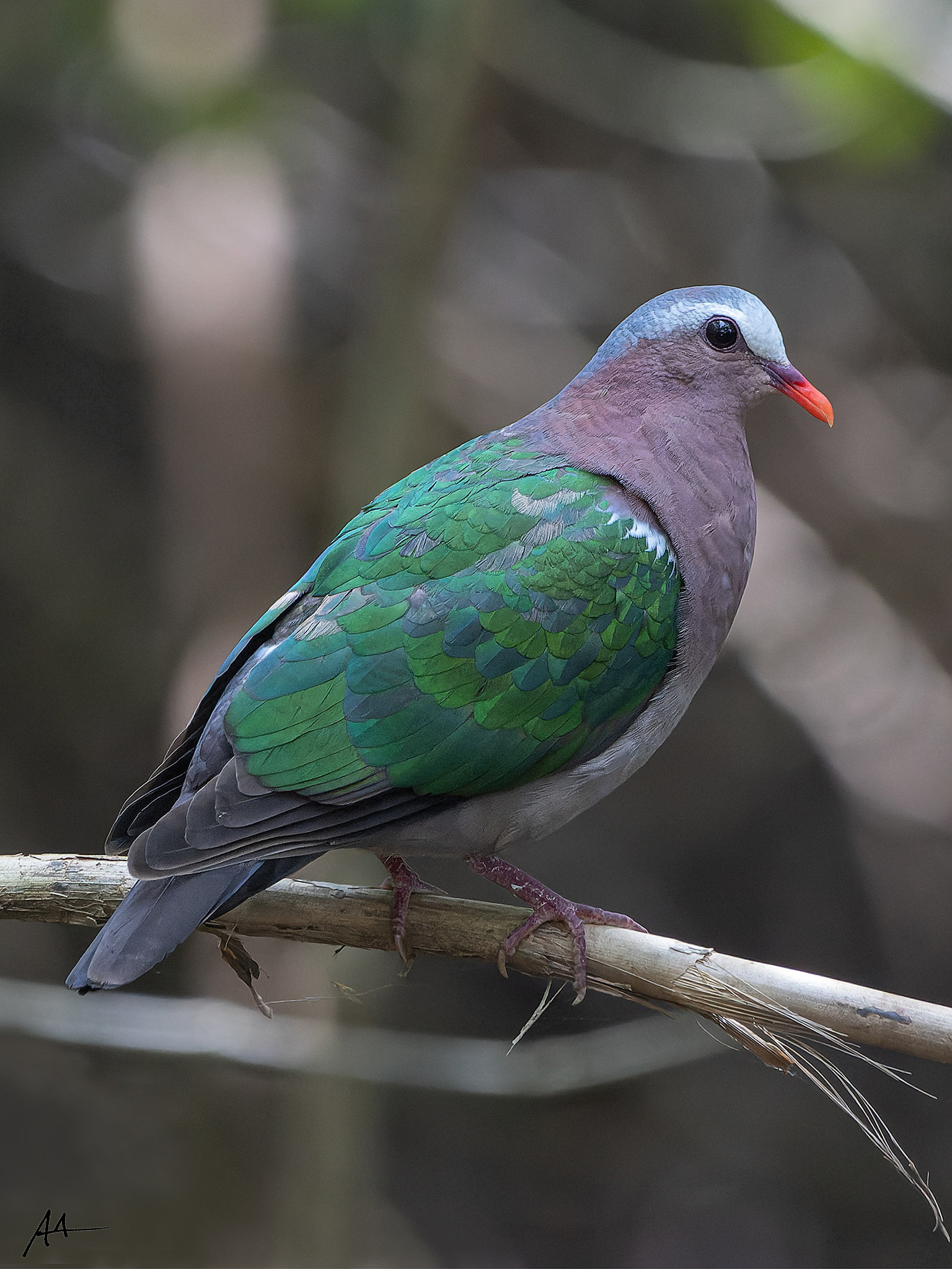 Common Emerald Dove