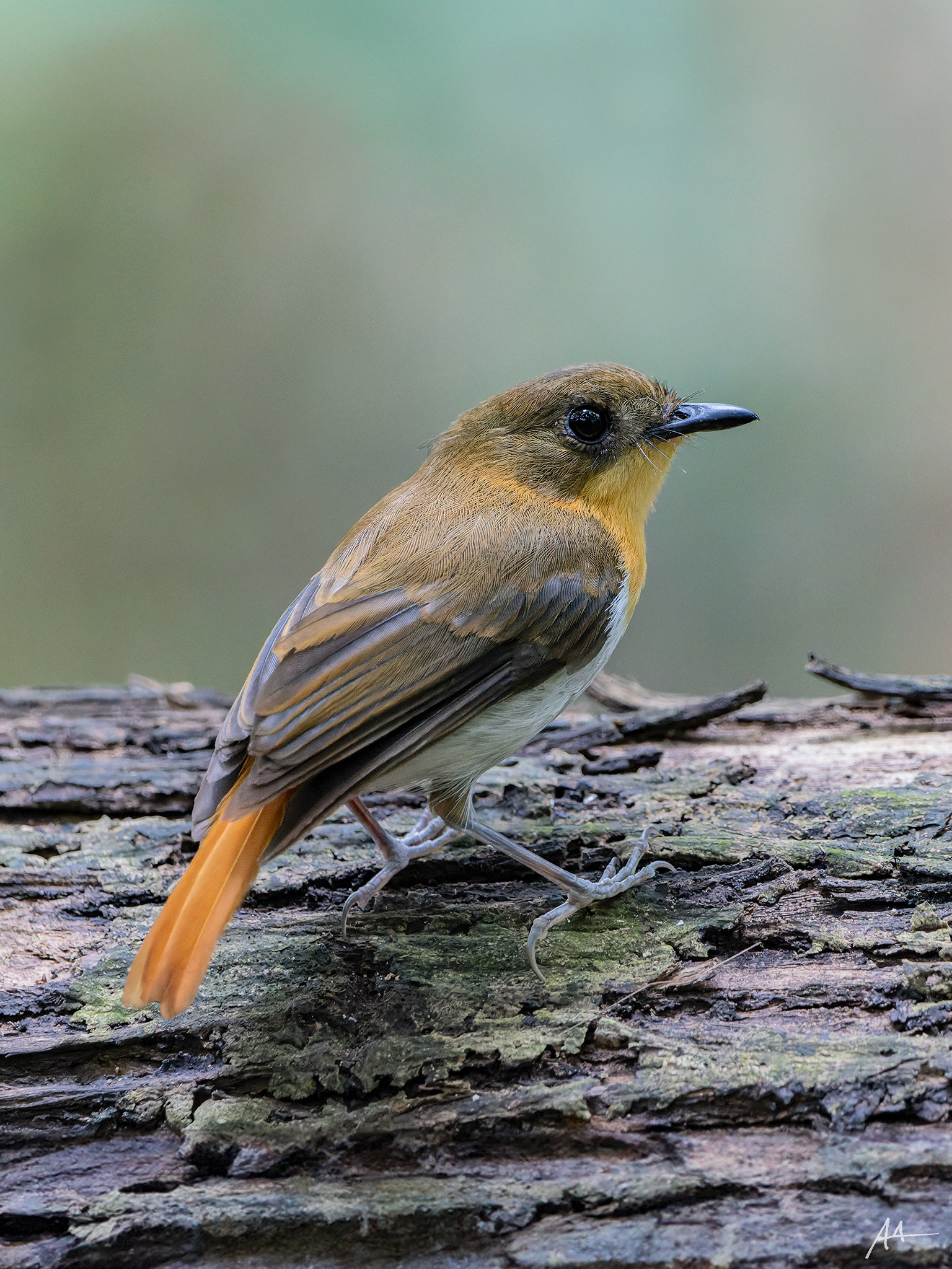 Palawan Flycatcher | January 2024 | Puerto Princesa, Palawan