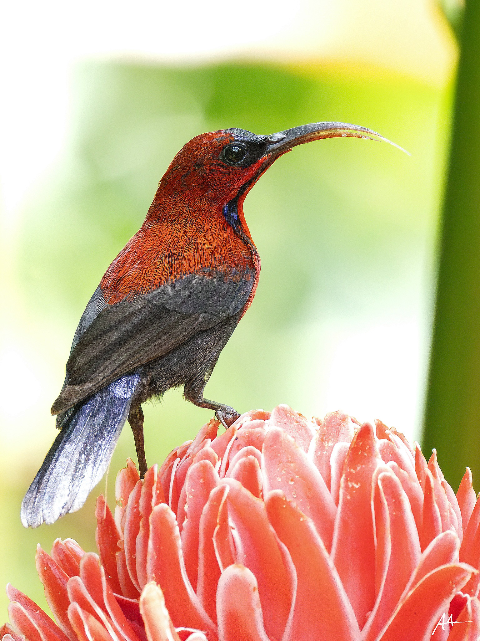 Magnificent Sunbird