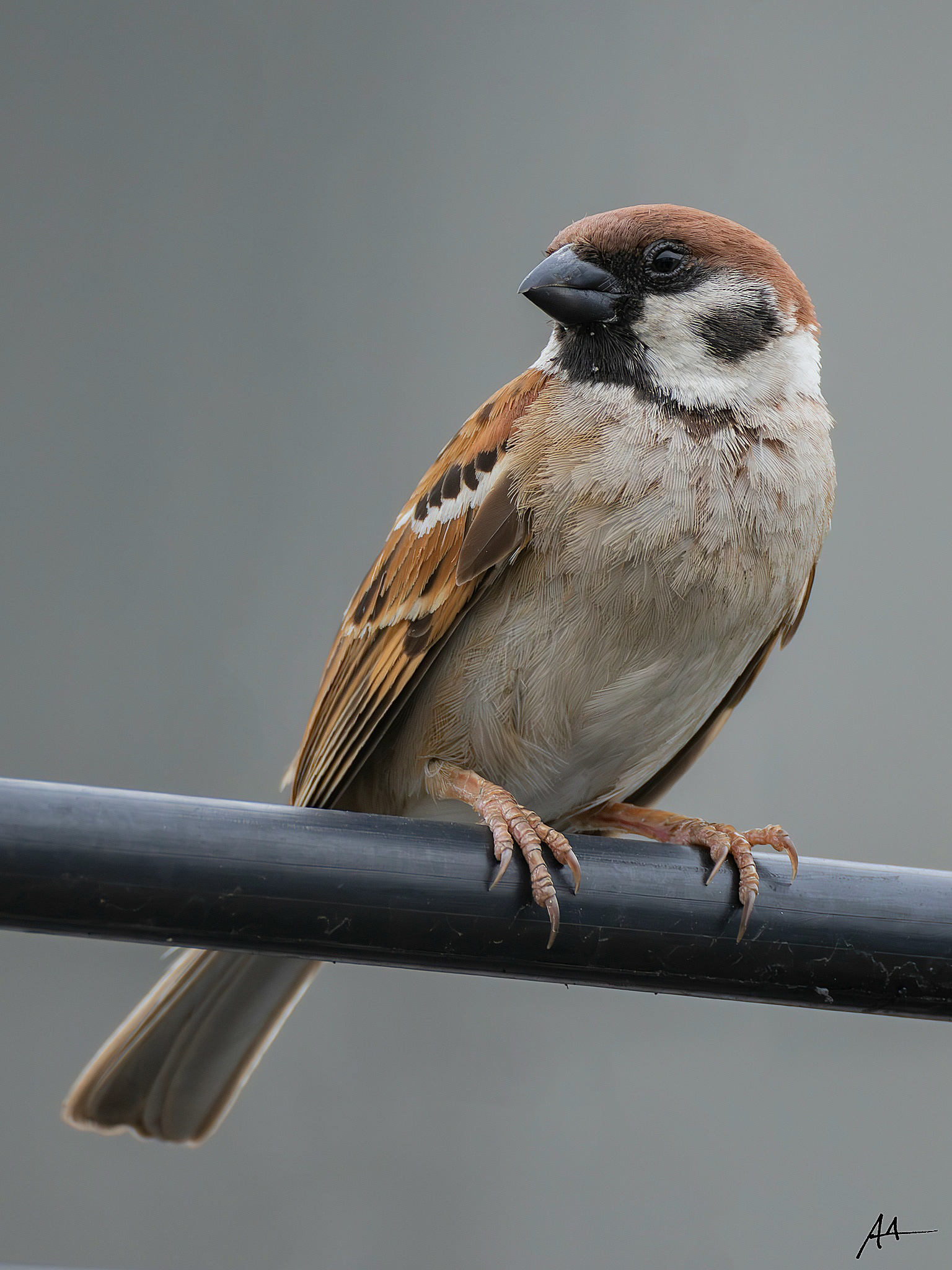 Eurasian Tree Sparrow
