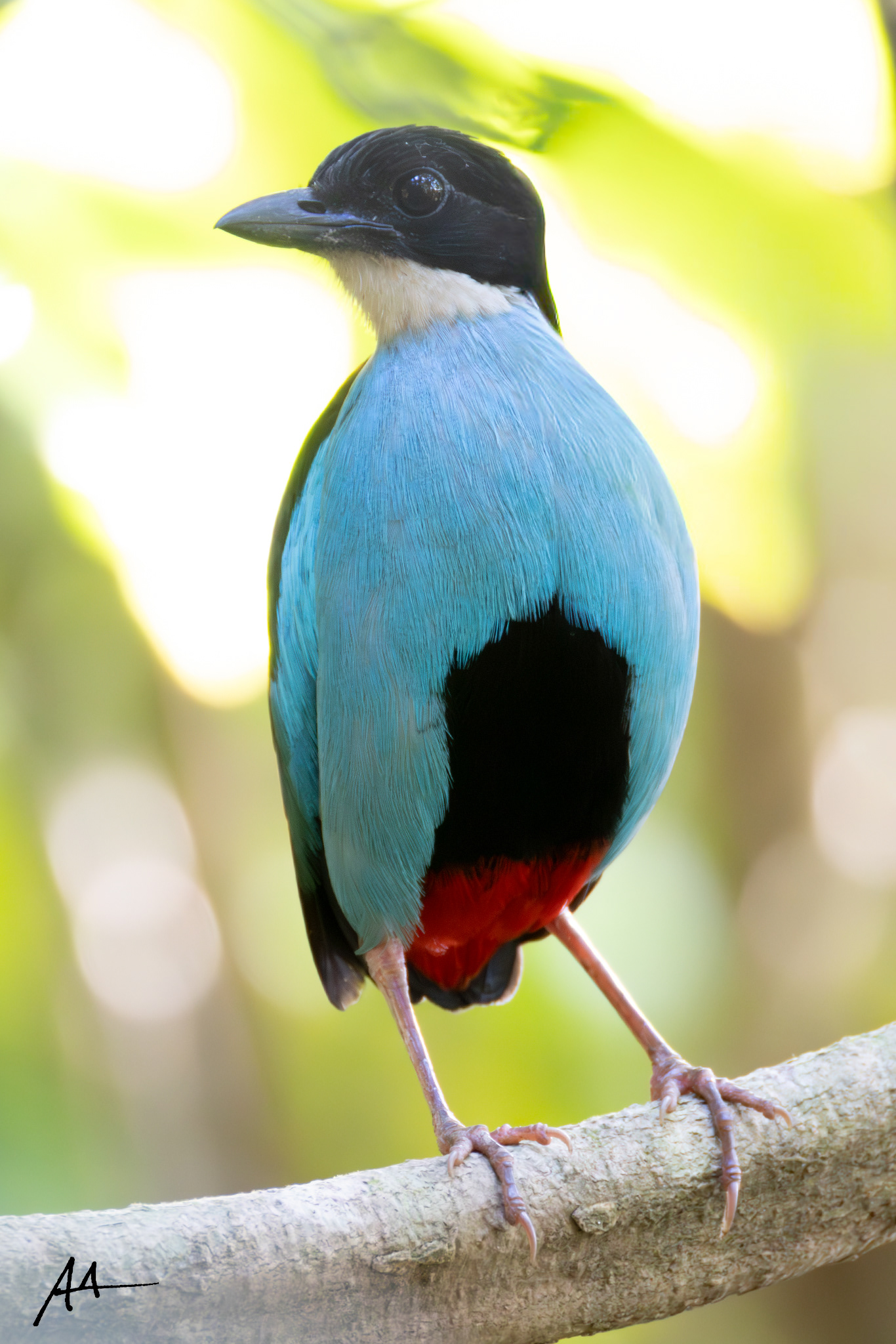 Azure-breasted Pitta