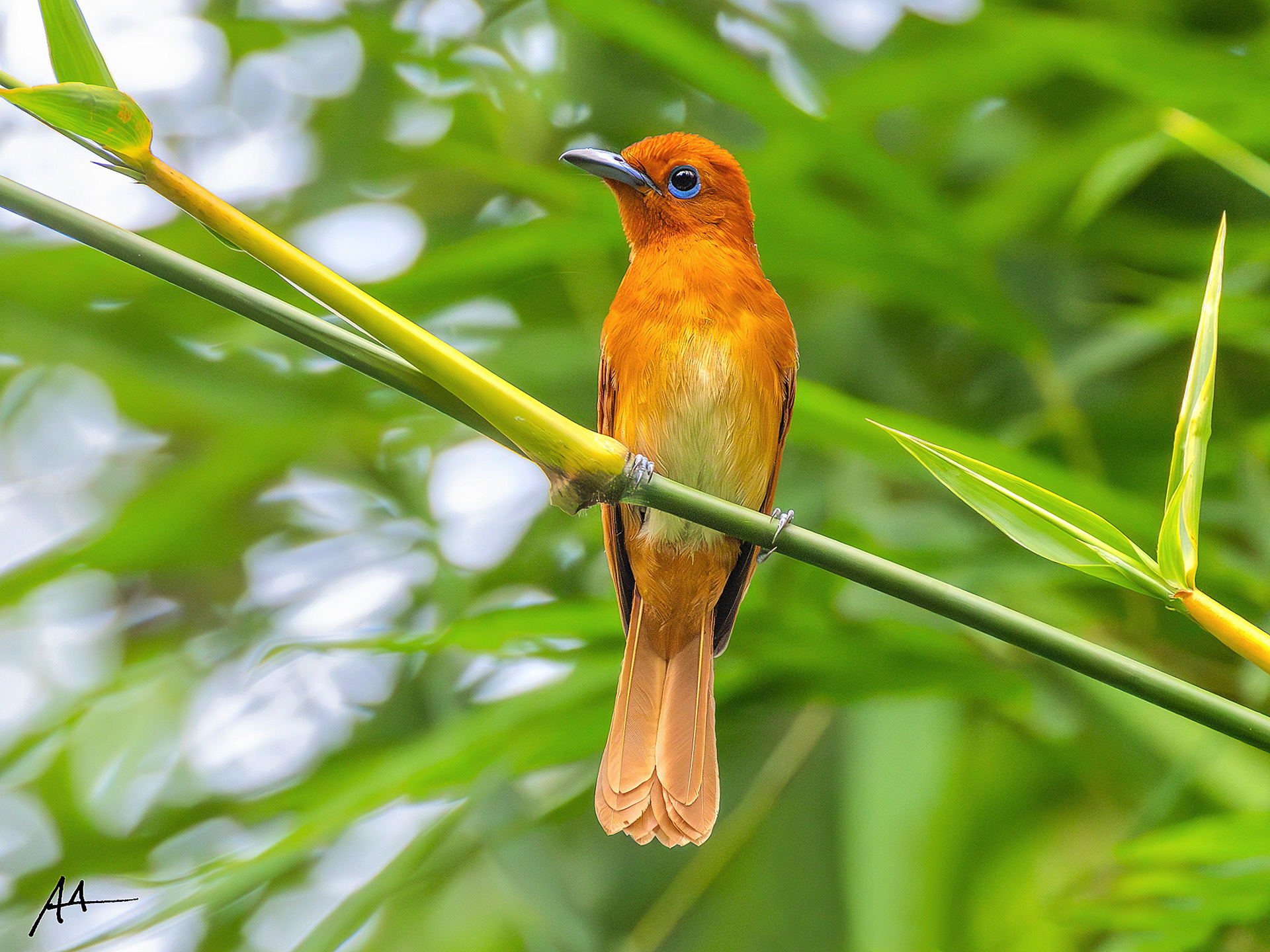 Rufous Paradise Flycatcher