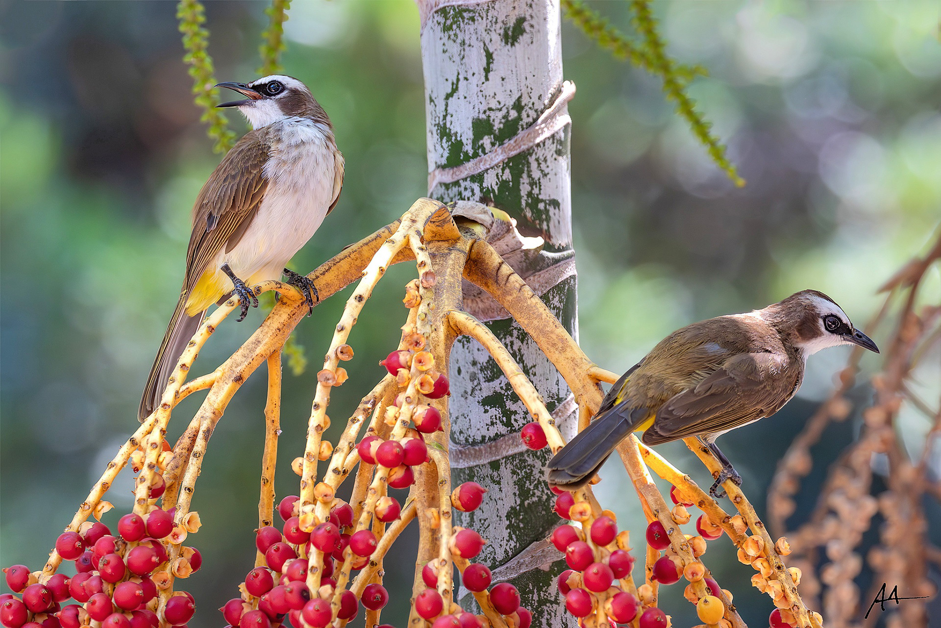 Yellow-vented Bulbul