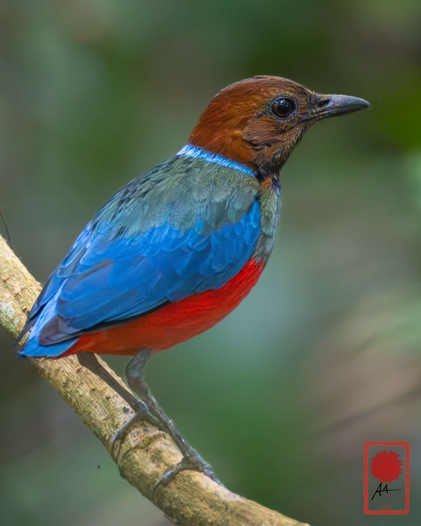 Philippine Pitta
