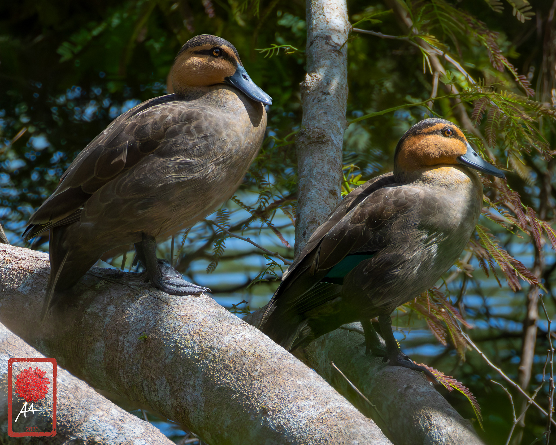 Philippine Duck