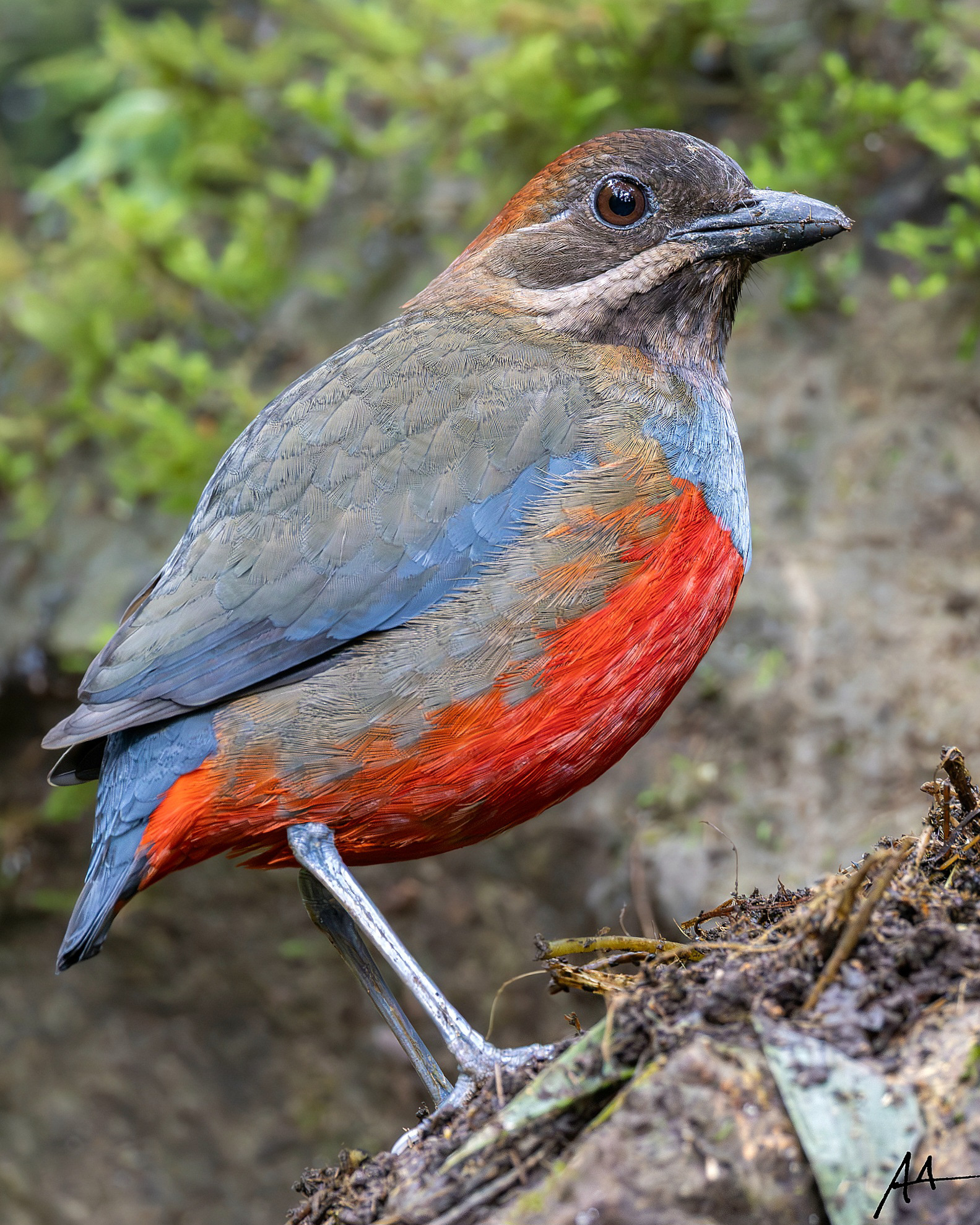 Whiskered Pitta (Male)