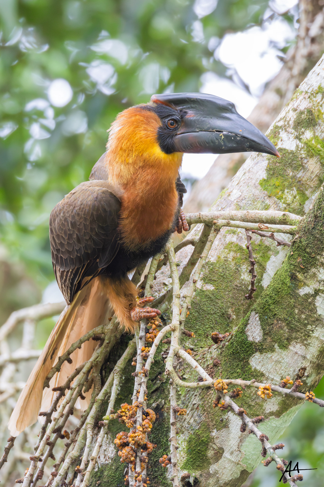 Northern Rufous Hornbill (Immature) | February 2025 | Southern Sierra Madre Corridor, Infanta Quezon