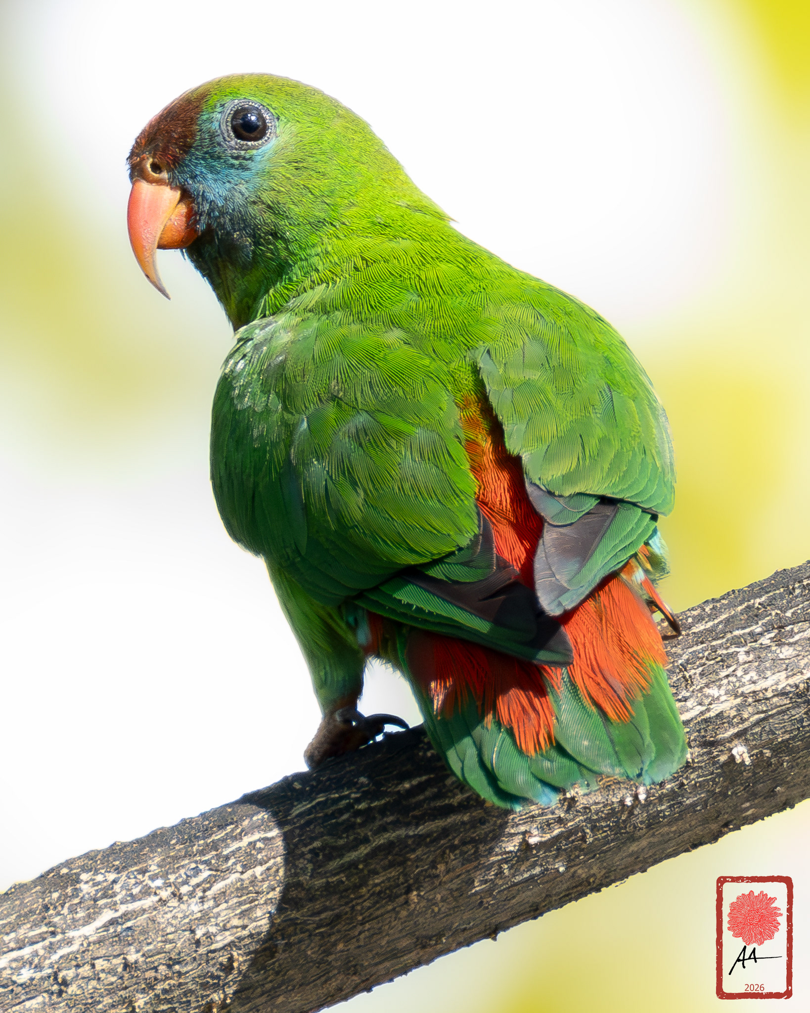 Philippine Hanging Parrot
