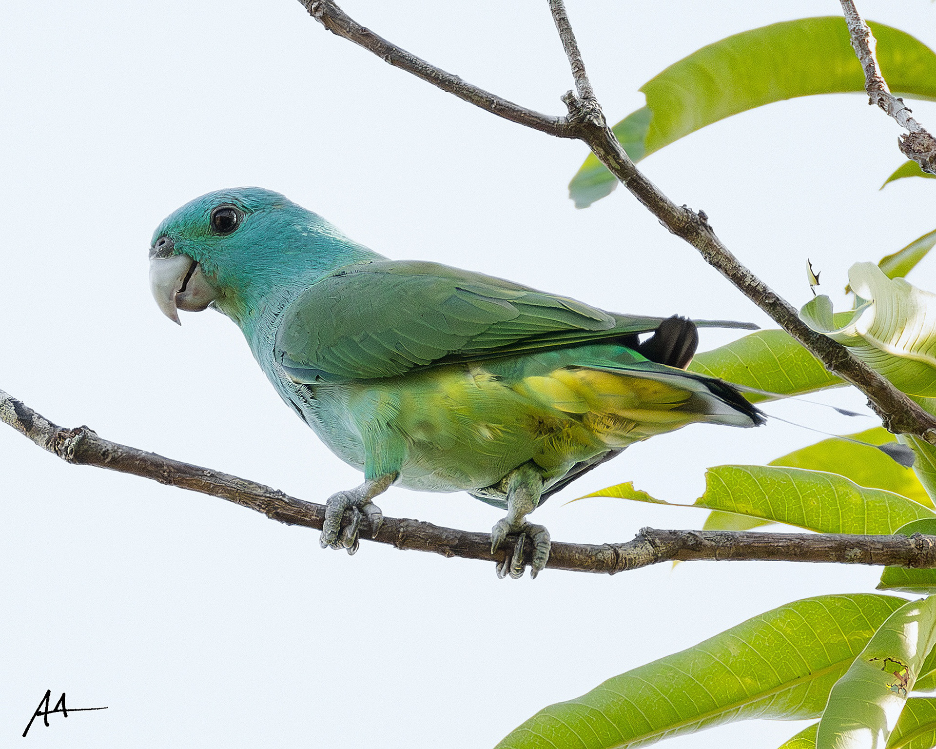 Blue-headed Racket-tail