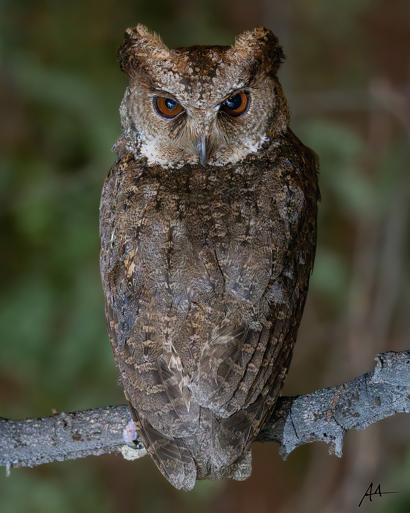 Philippine Scops Owl