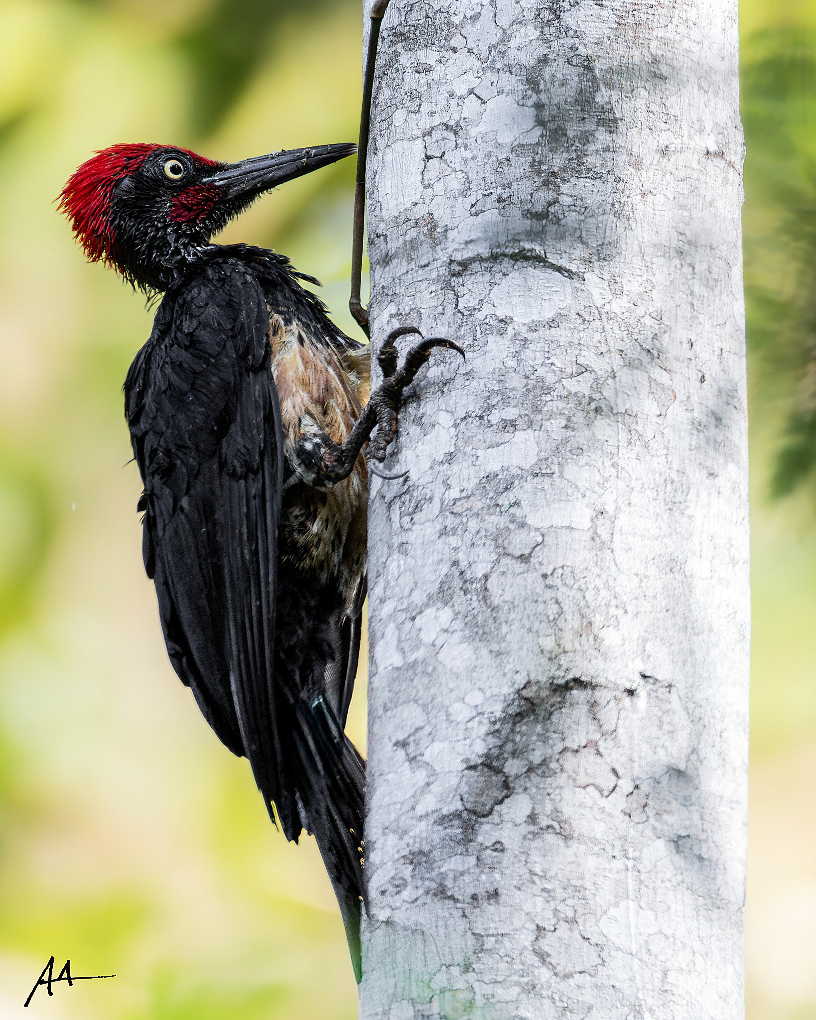 White-bellied Woodpecker (Male)