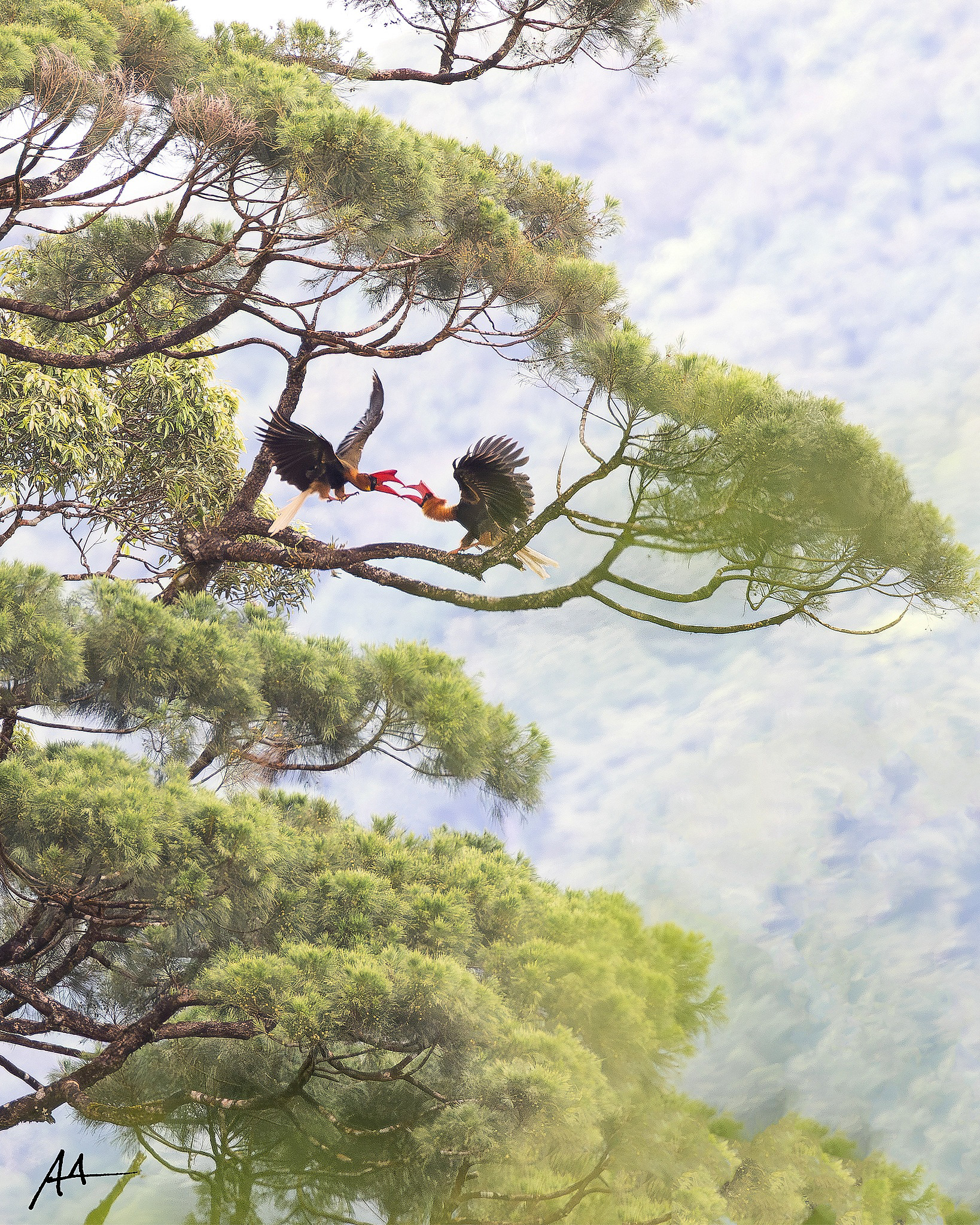 Northern Rufous Hornbill