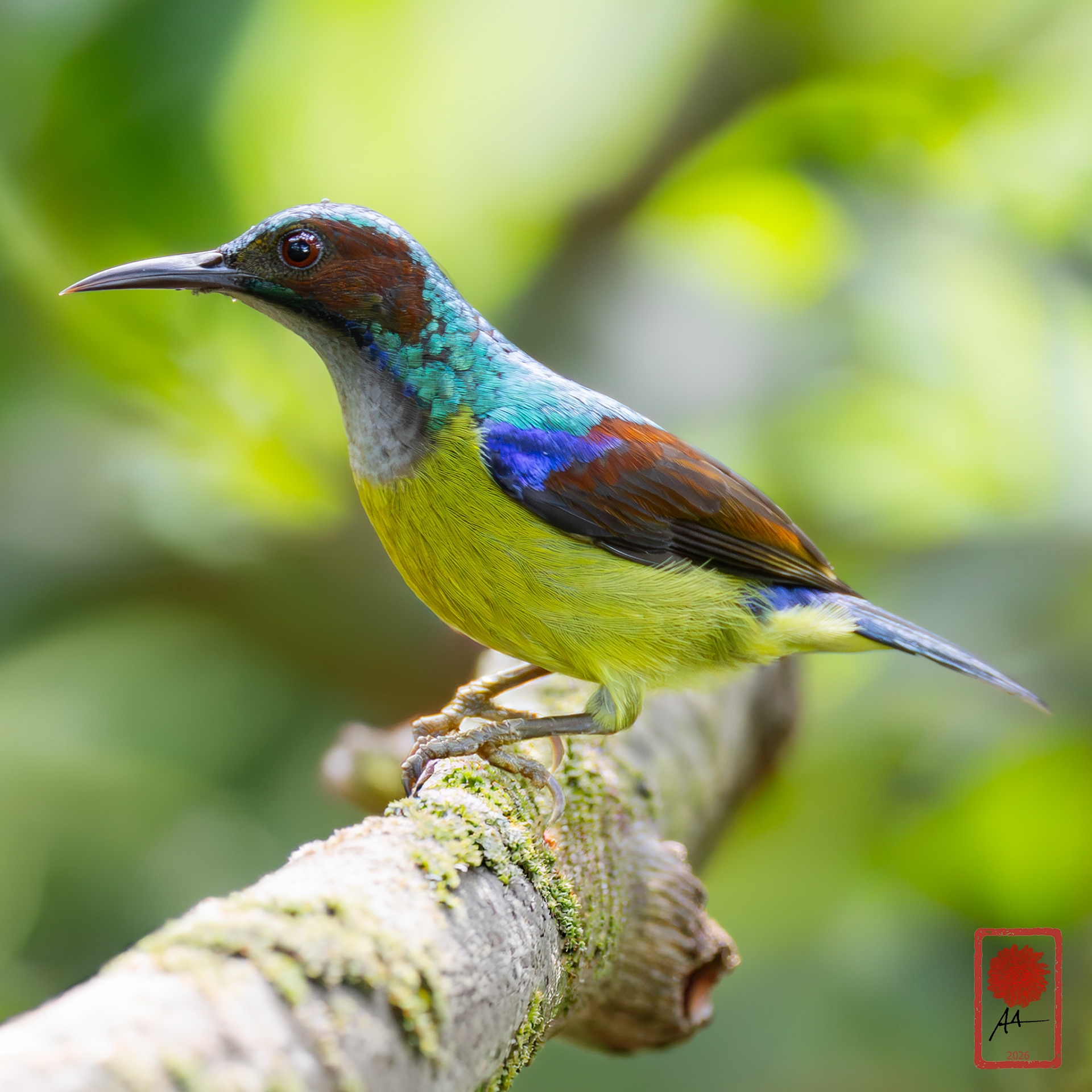 Gray-throated Sunbird