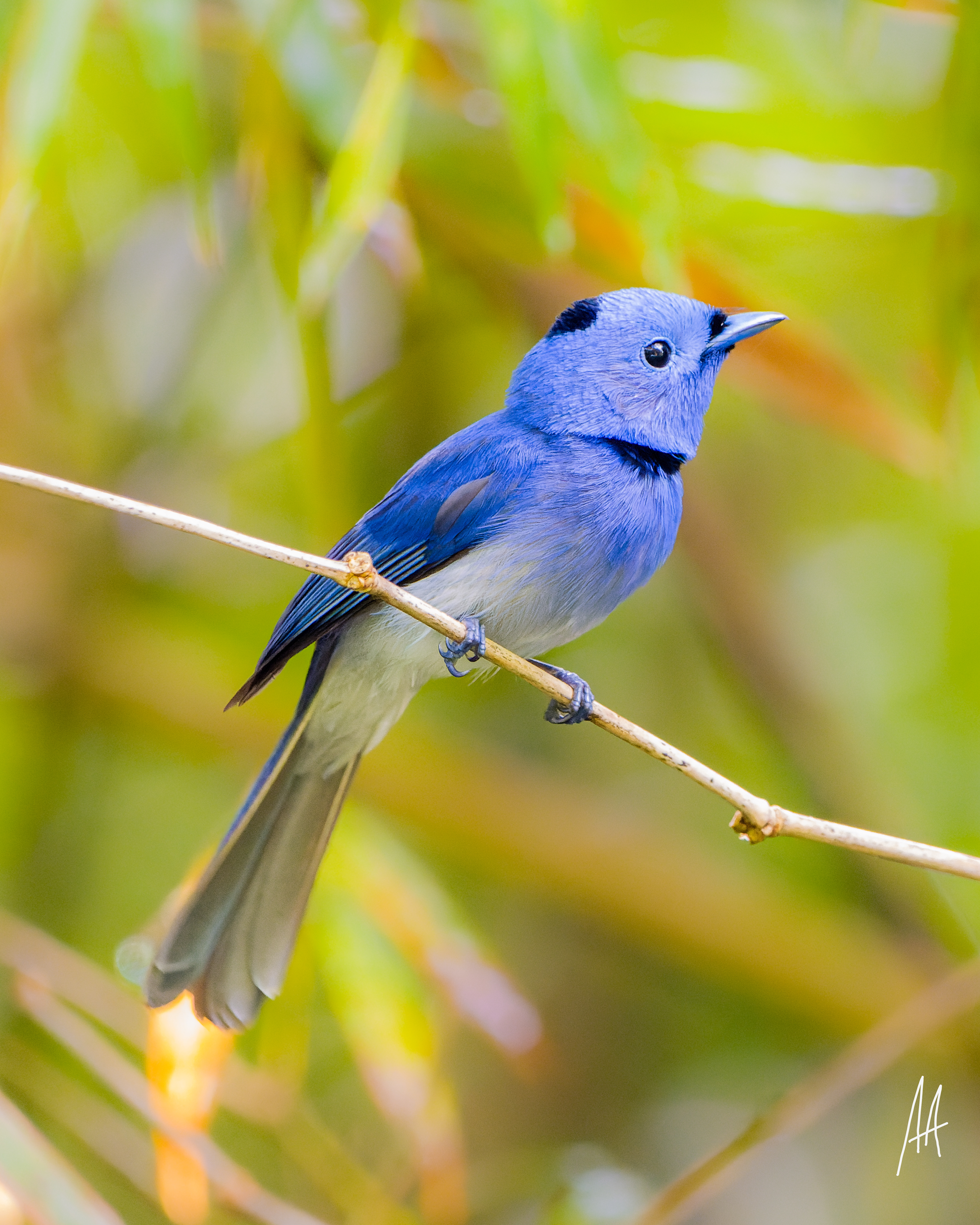 Black-naped Monarch