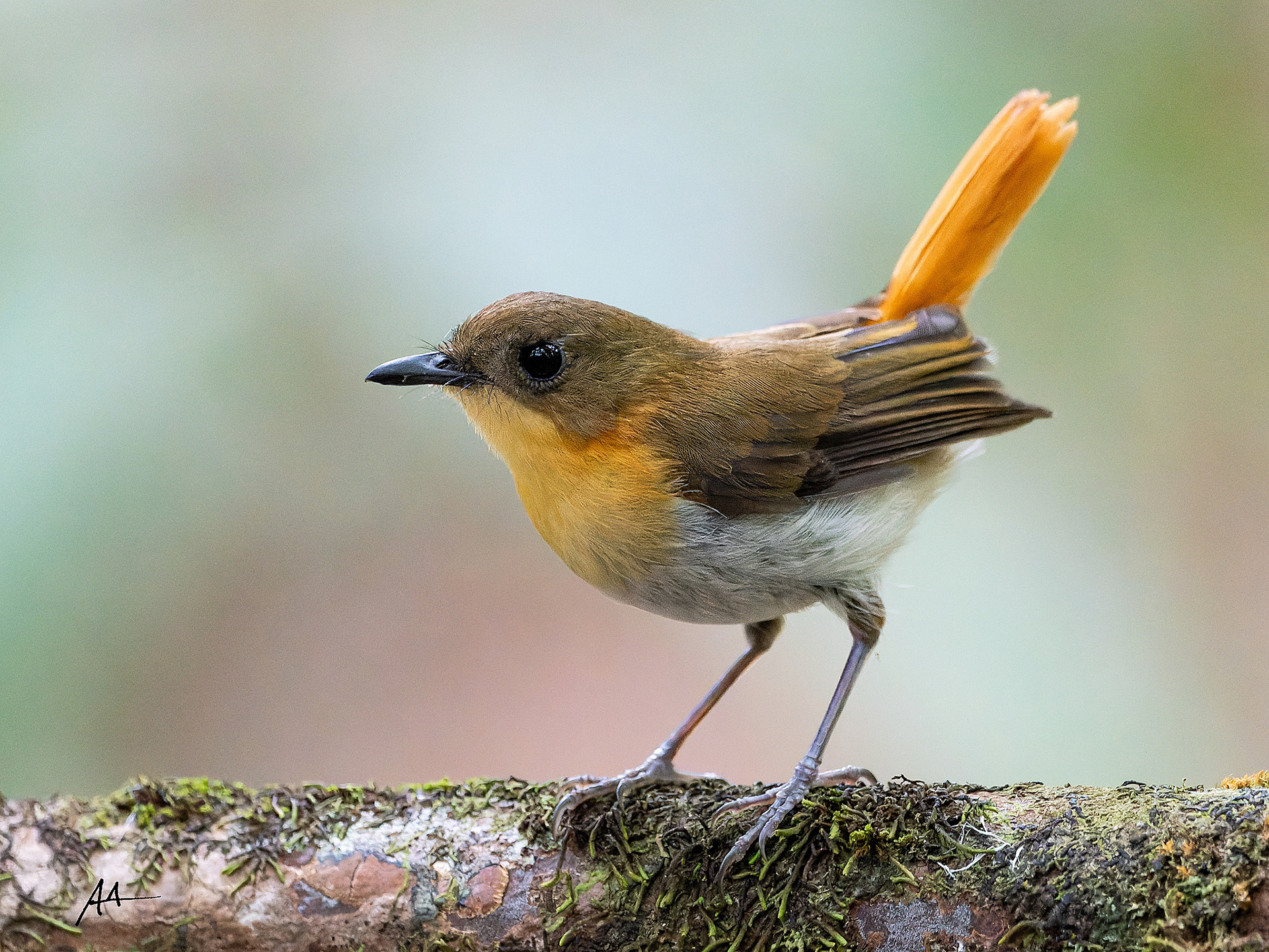 Palawan Flycatcher | January 2024 | Puerto Princesa, Palawan