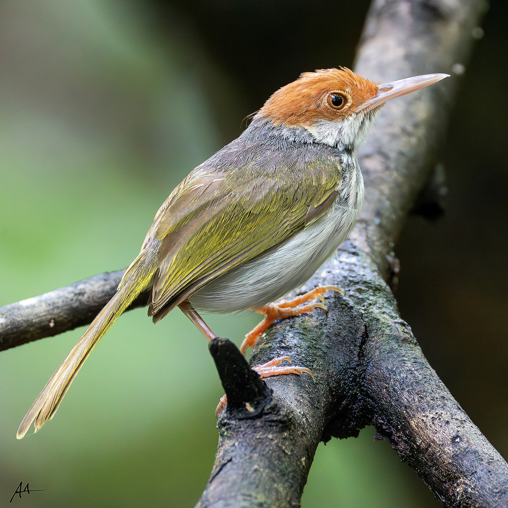 Philippine Tailorbird