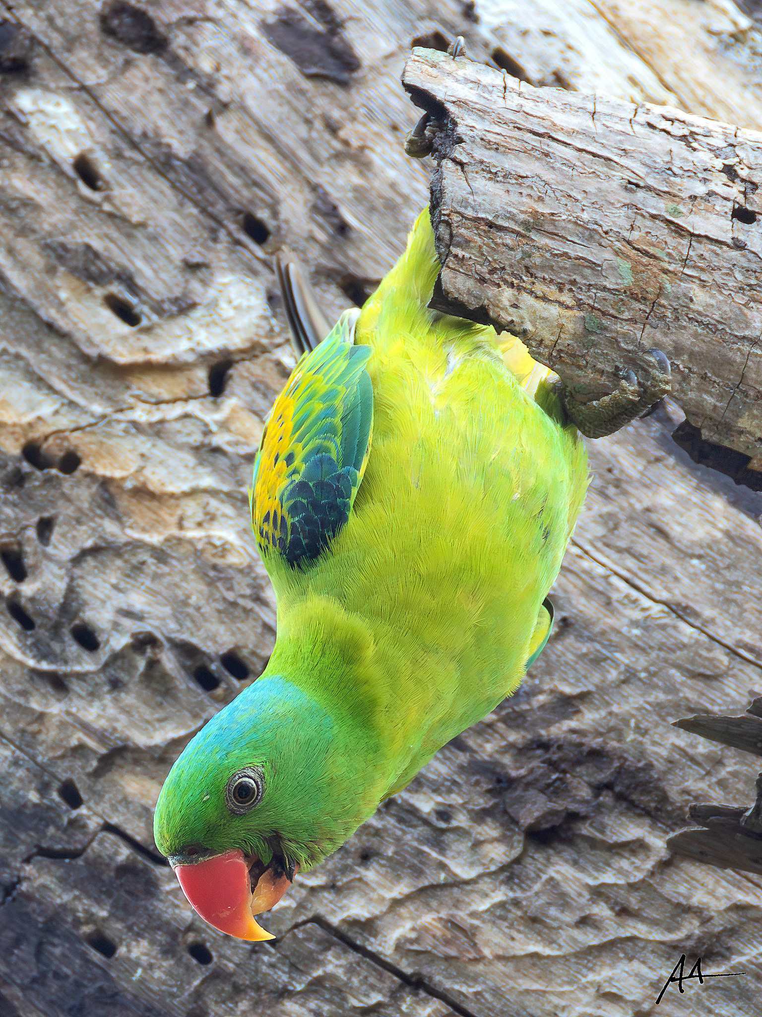 Blue-naped Parrot